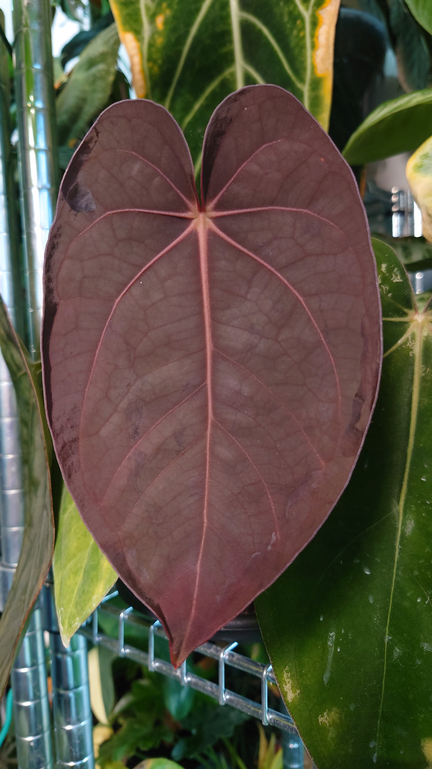 Anthurium (Carlablackiae x Dressleri Rio Guanche) X 'Ace of Spagetii'