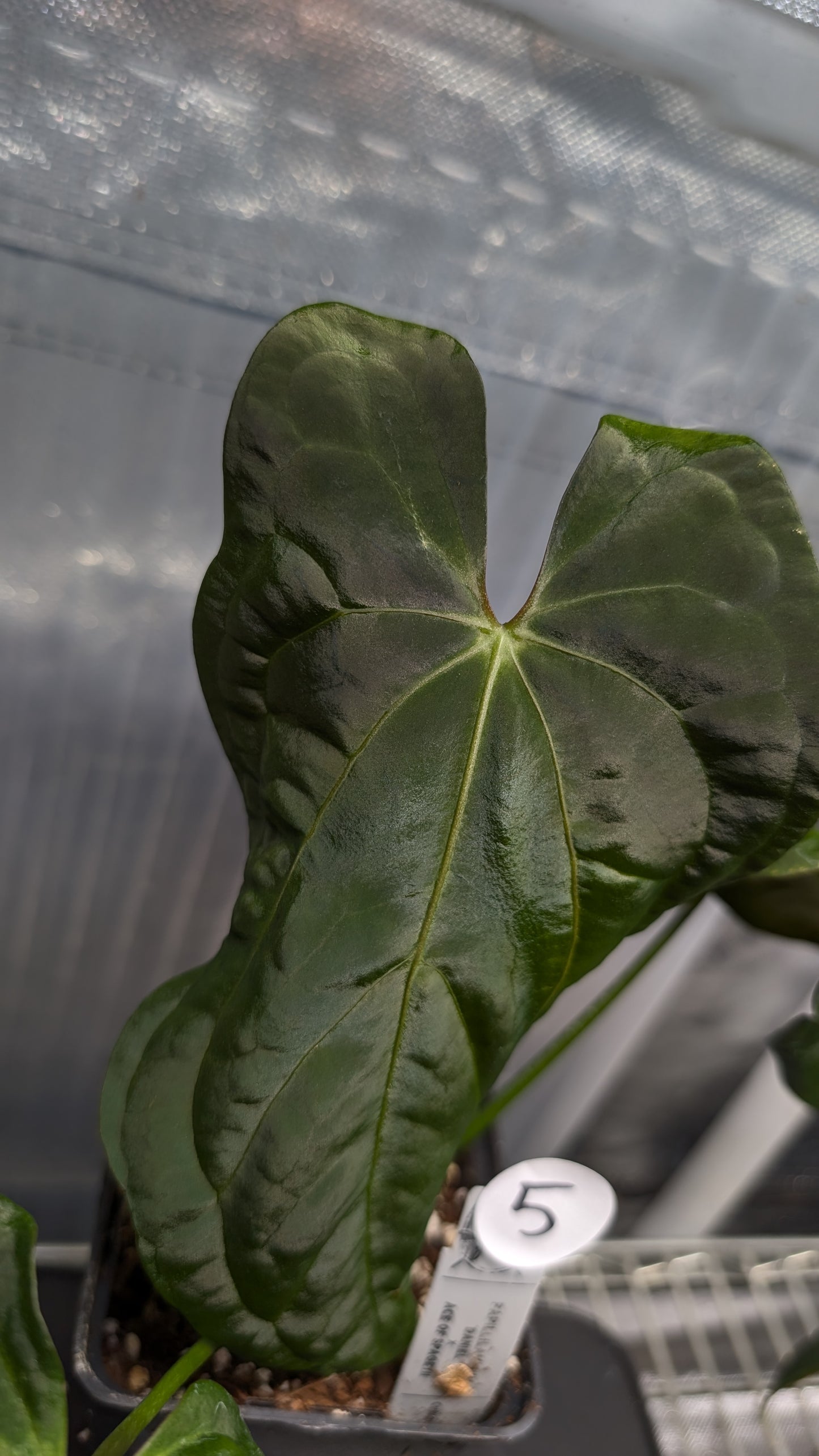 Anthurium Papillilaminum 'Daniel' x Ace of Spagetii