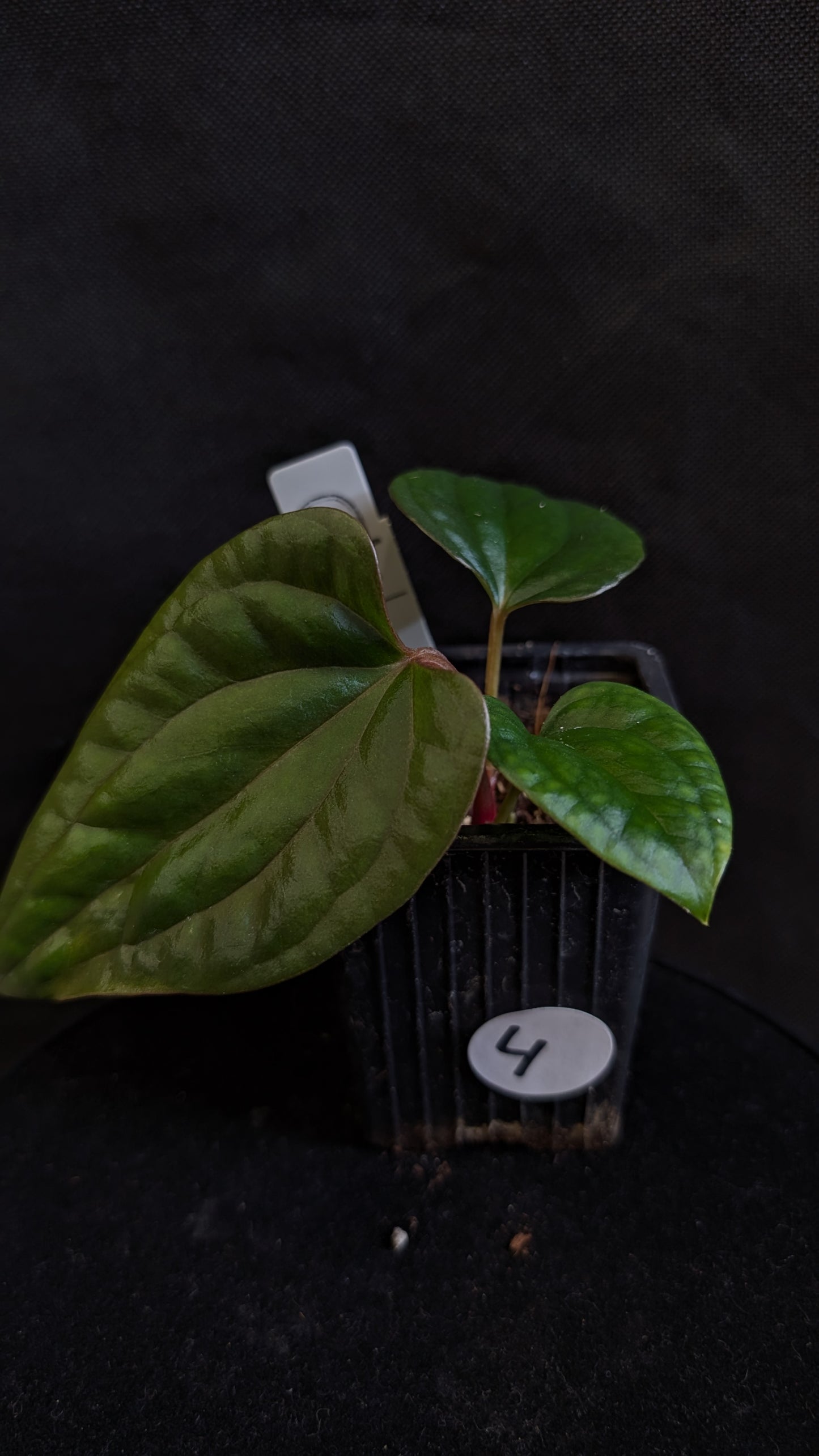 Anthurium Luxurians x Papillilaminum 'Fort Sherman'