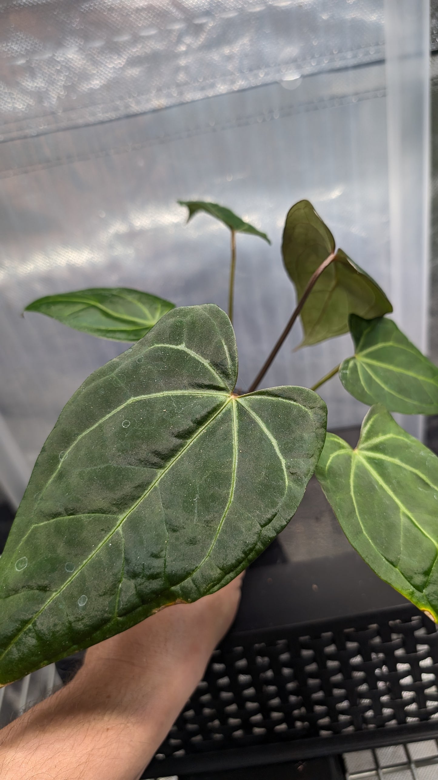 Anthurium Doc Block 'Zara' x 'Michelle' Selected Dark Form x Mr. Worldwide