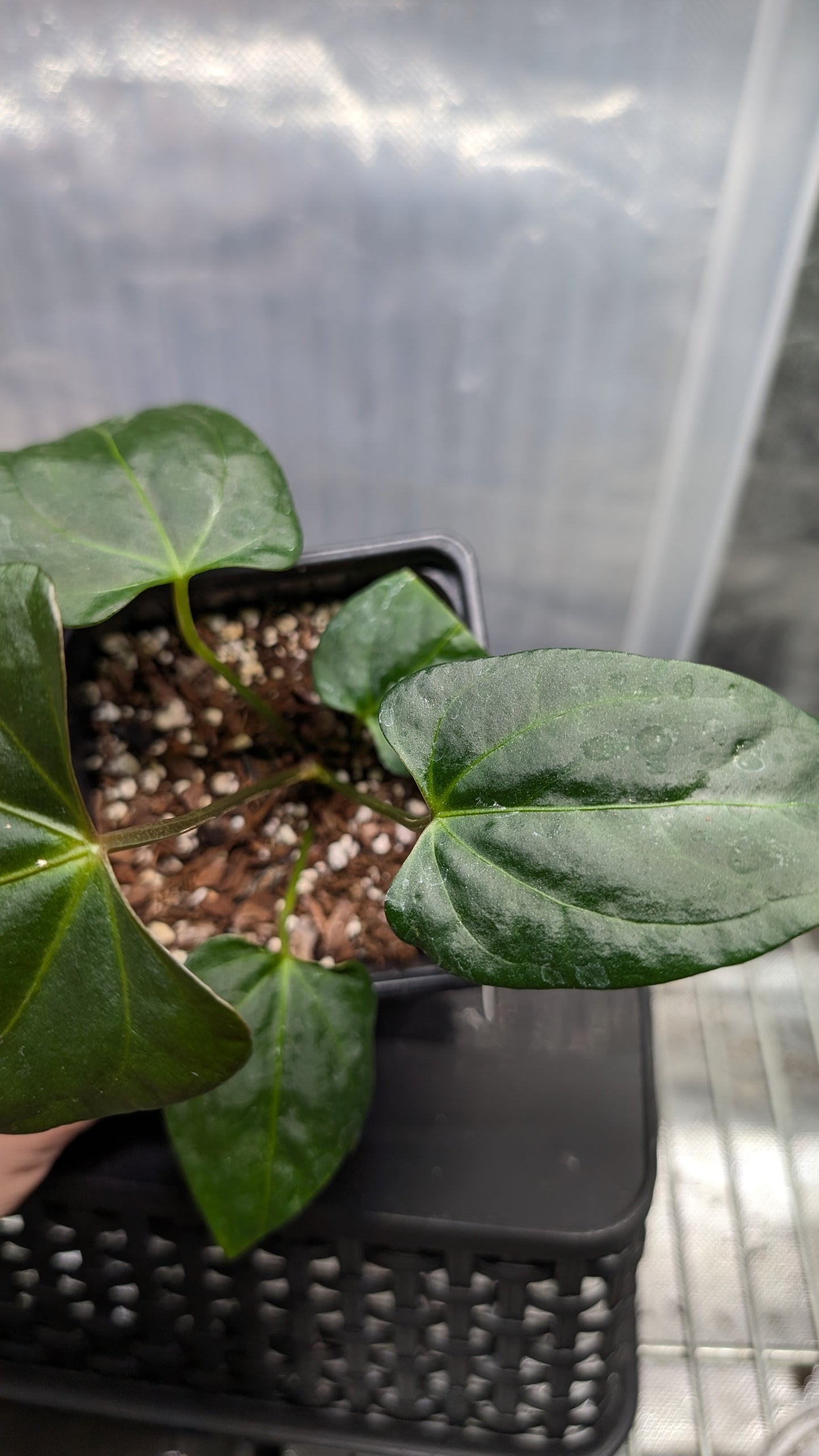 Anthurium 'Mr Worldwide' x self