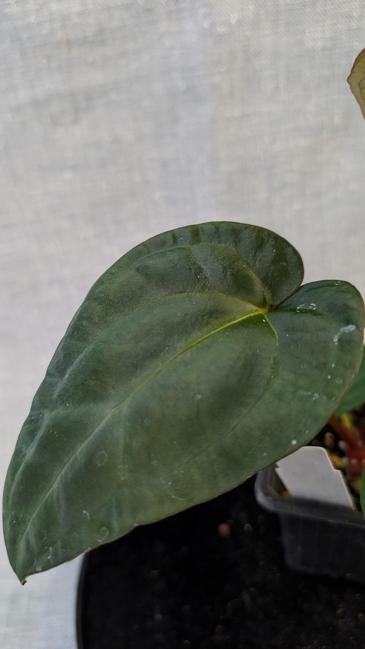 Anthurium Besseae aff 'Black Pillow' x Papillilaminum 'Fort Sherman' seedlings