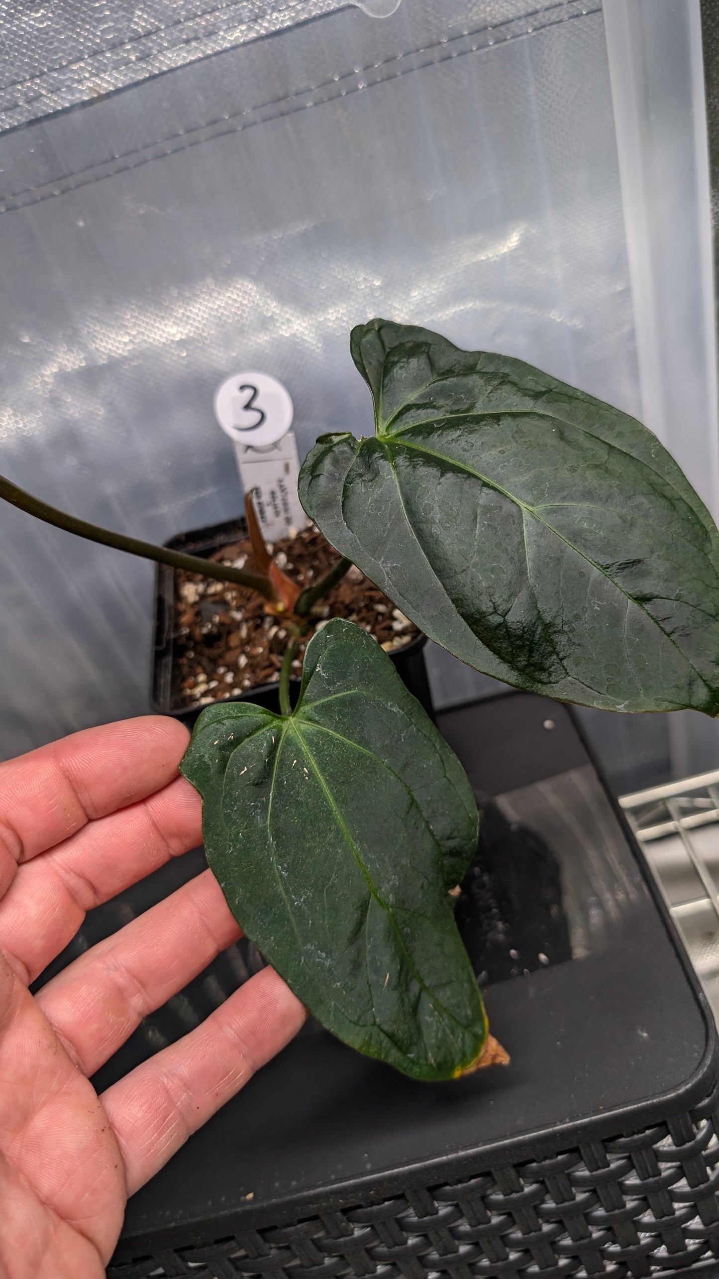 Anthurium Goliath x Red Spider