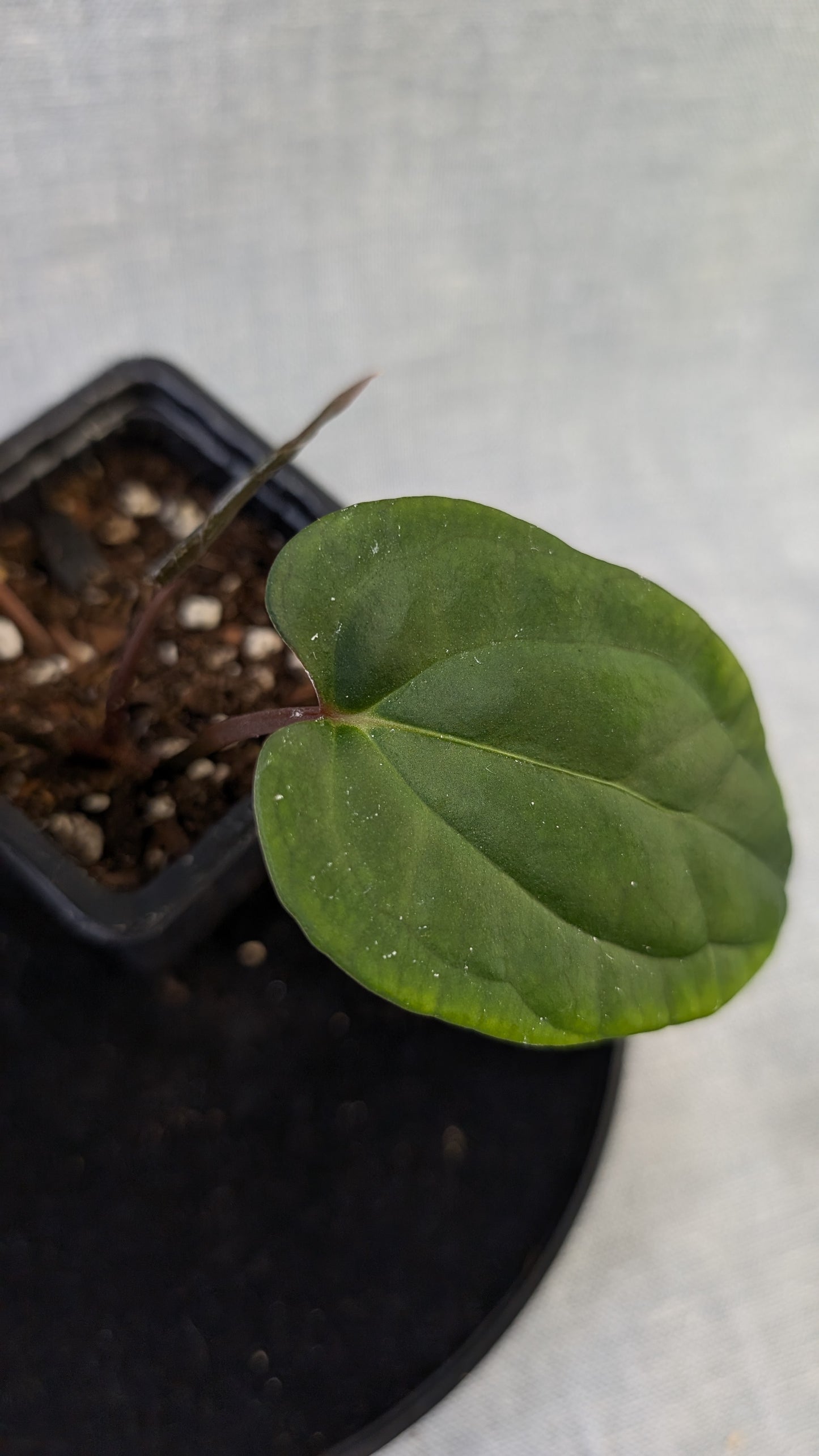 Anthurium Besseae aff 'Black Pillow' x Papillilaminum 'Fort Sherman' seedlings
