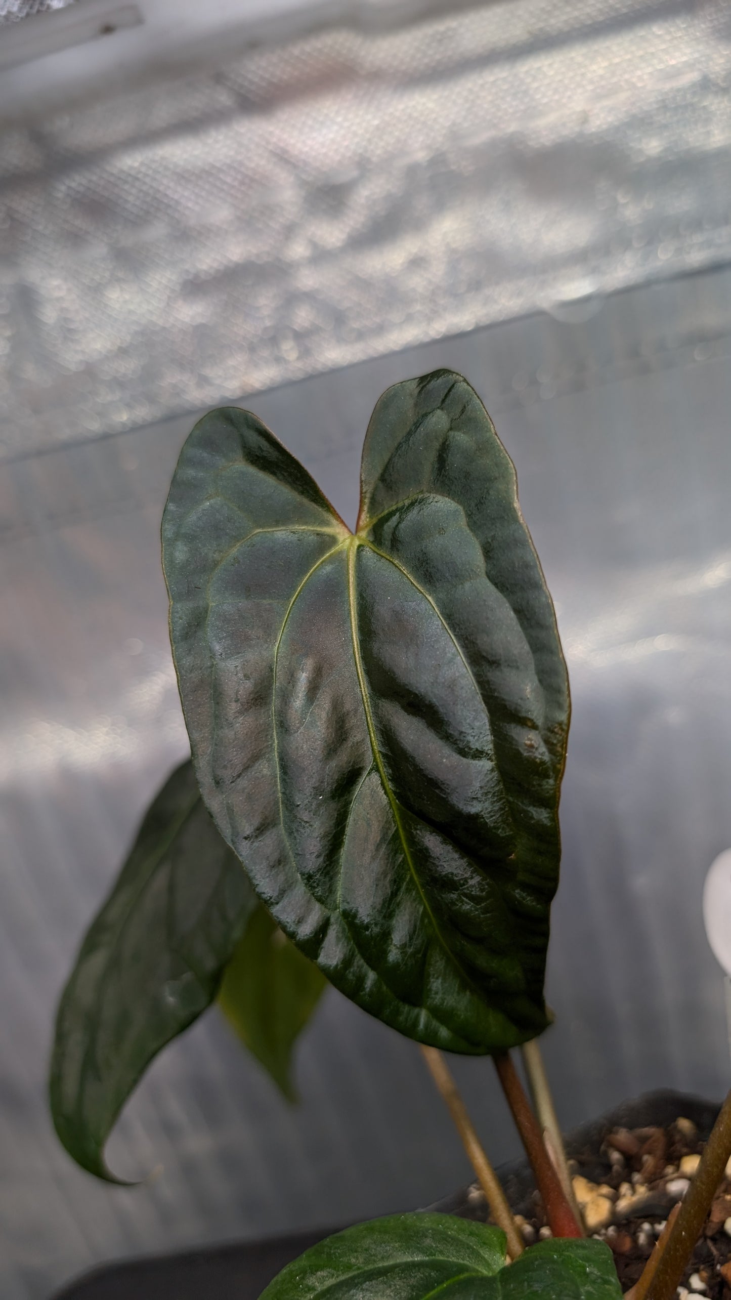 Anthurium Besseae aff 'Black Pillow' x Papillilaminum 'Fort Sherman' seedlings