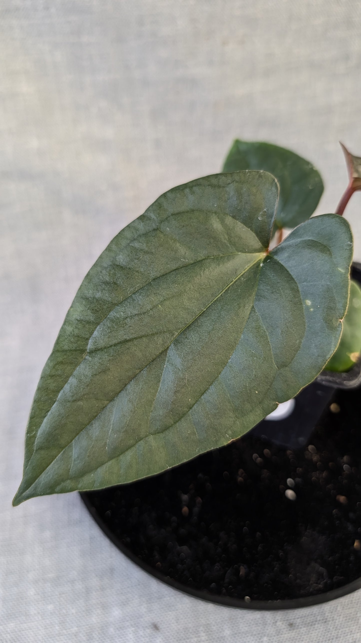 Anthurium Sp. Silver Peru Wide Sinus x Papillilaminum 'Fort Sherman'