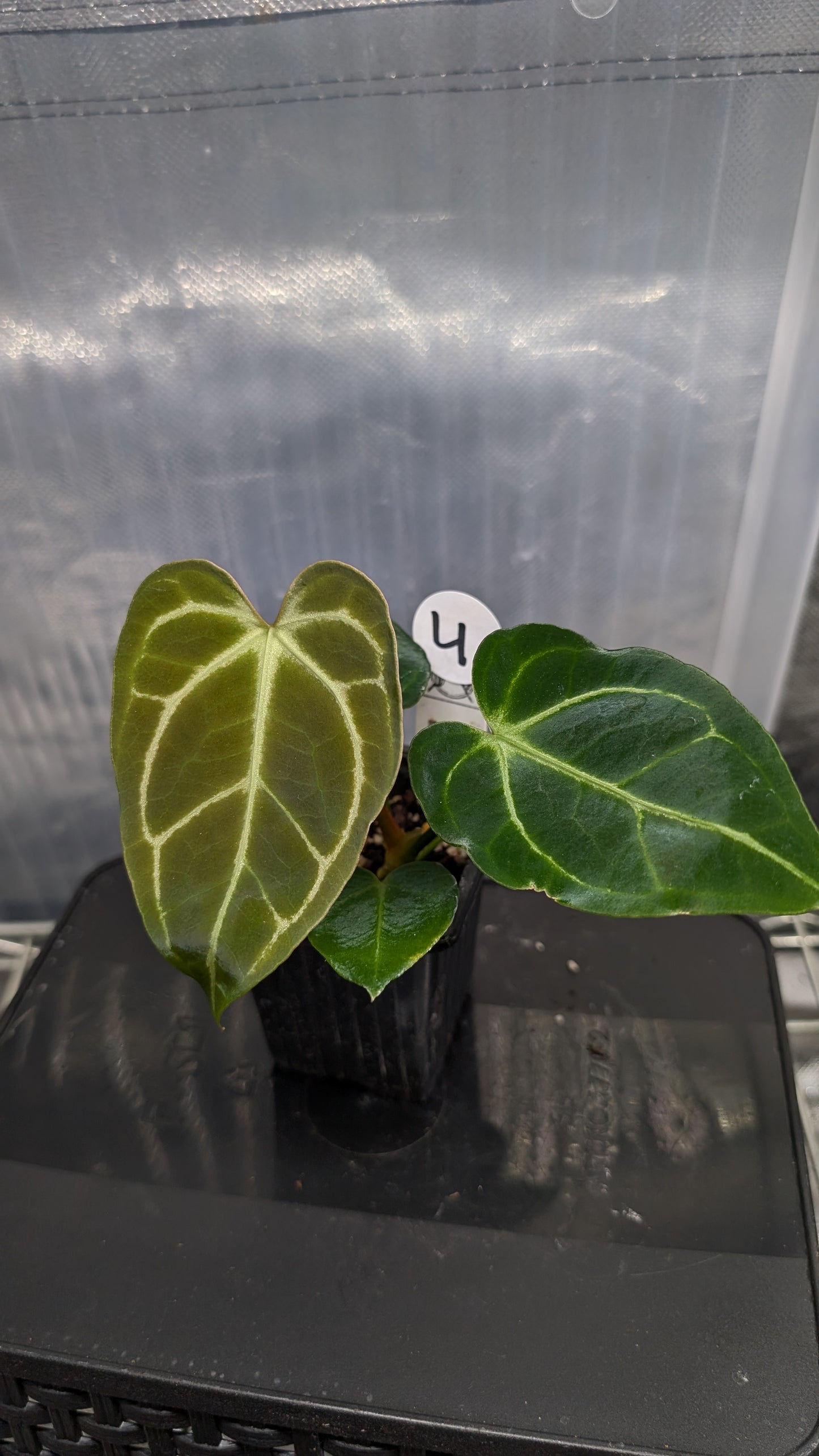 Anthurium Regale 'Dream Catcher' x 'Silver Shield'