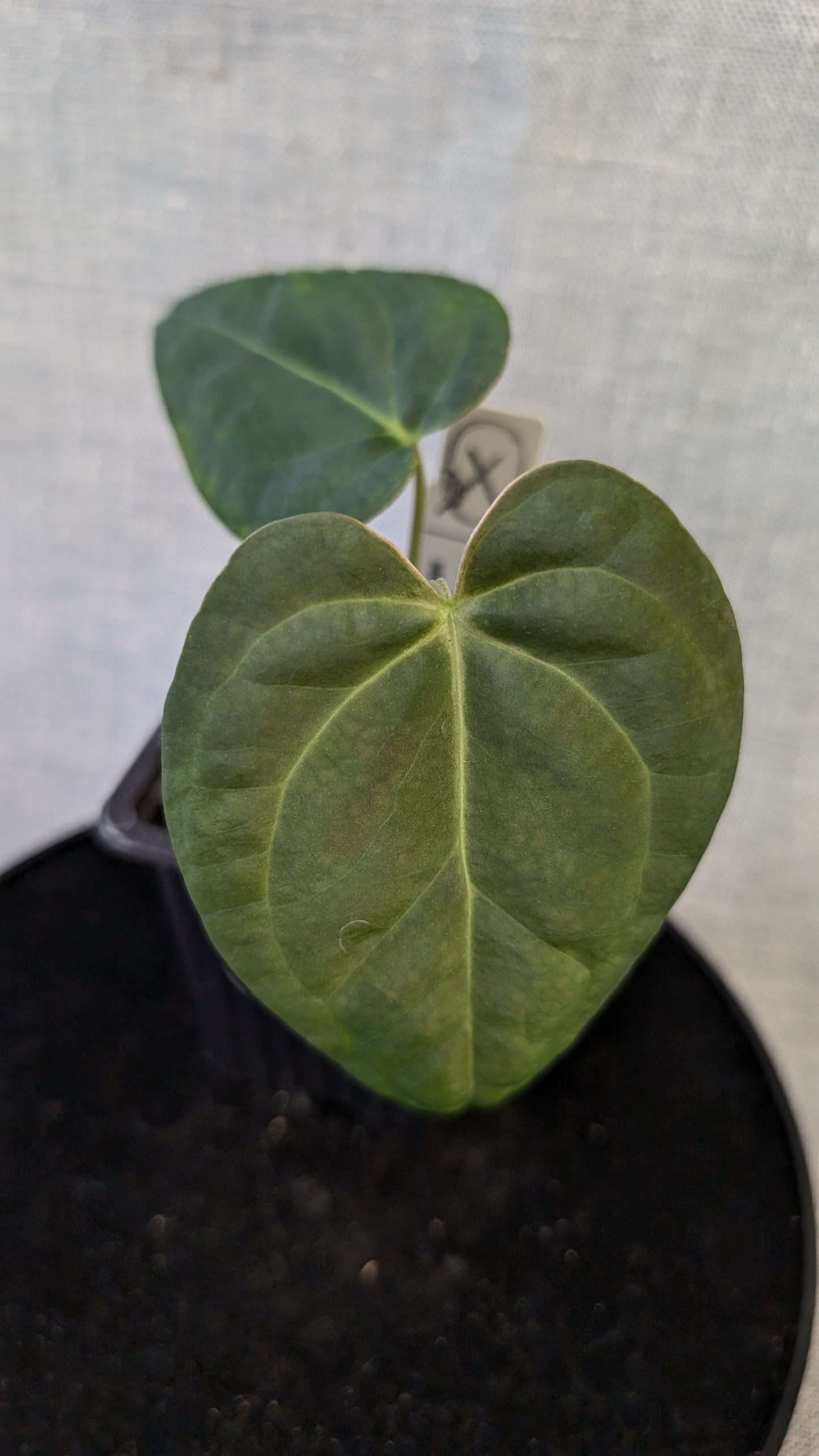 Anthurium Regale 'Dream Catcher' x Mr. Worldwide