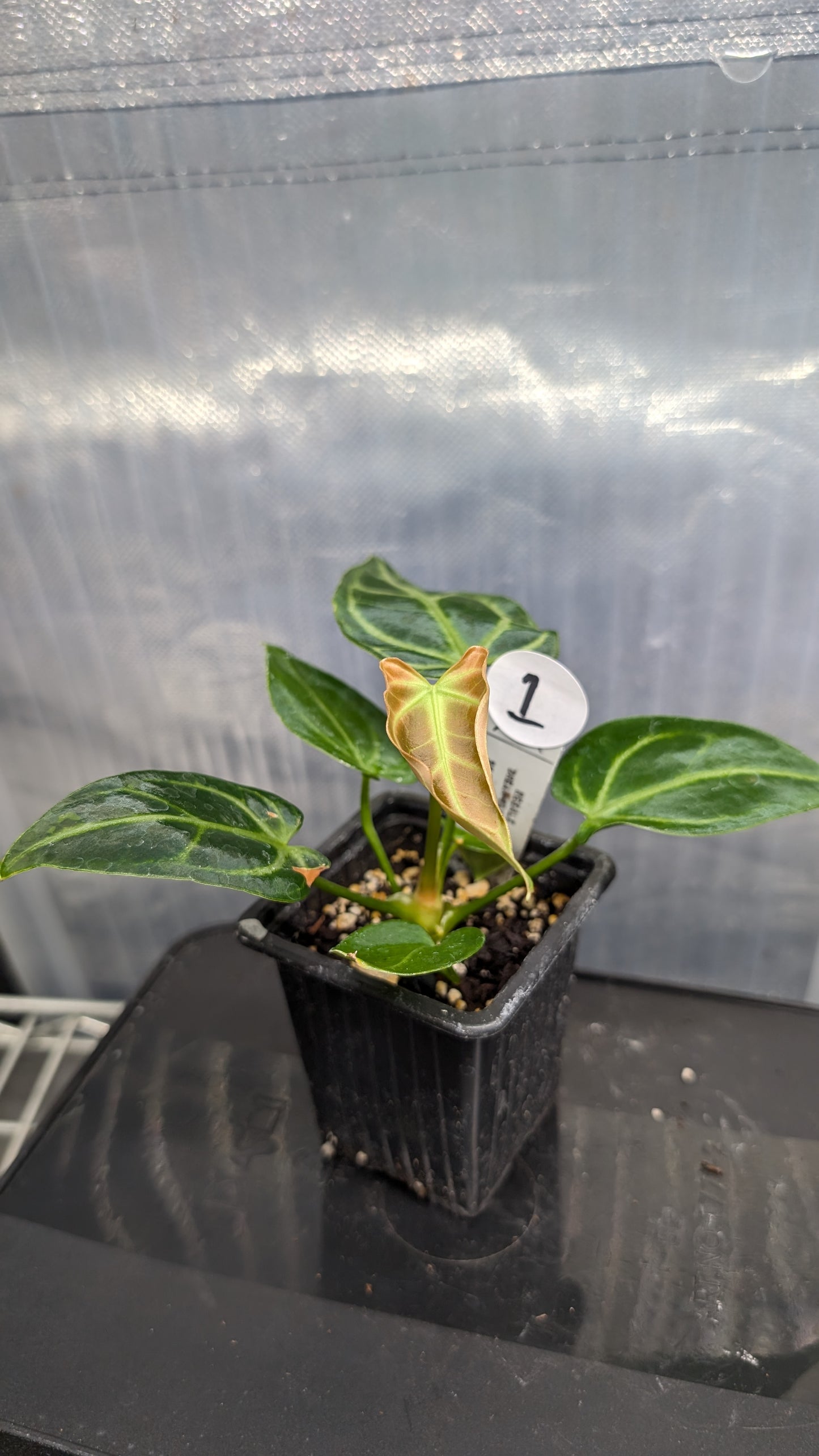 Anthurium Regale 'Dream Catcher' x 'Silver Shield'