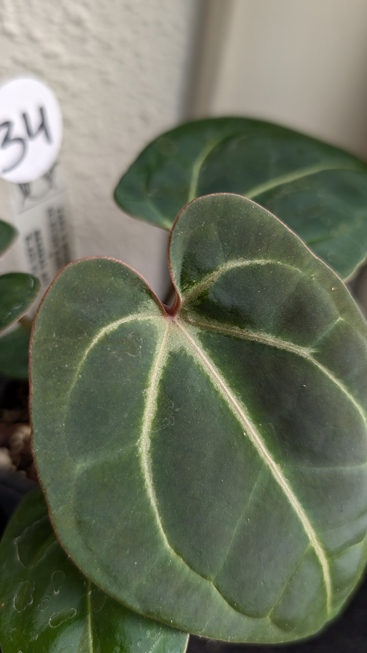 Anthurium Doc Block Zara x Michelle 'Selected Dark Form' x Besseae aff. 'Black Pillow'