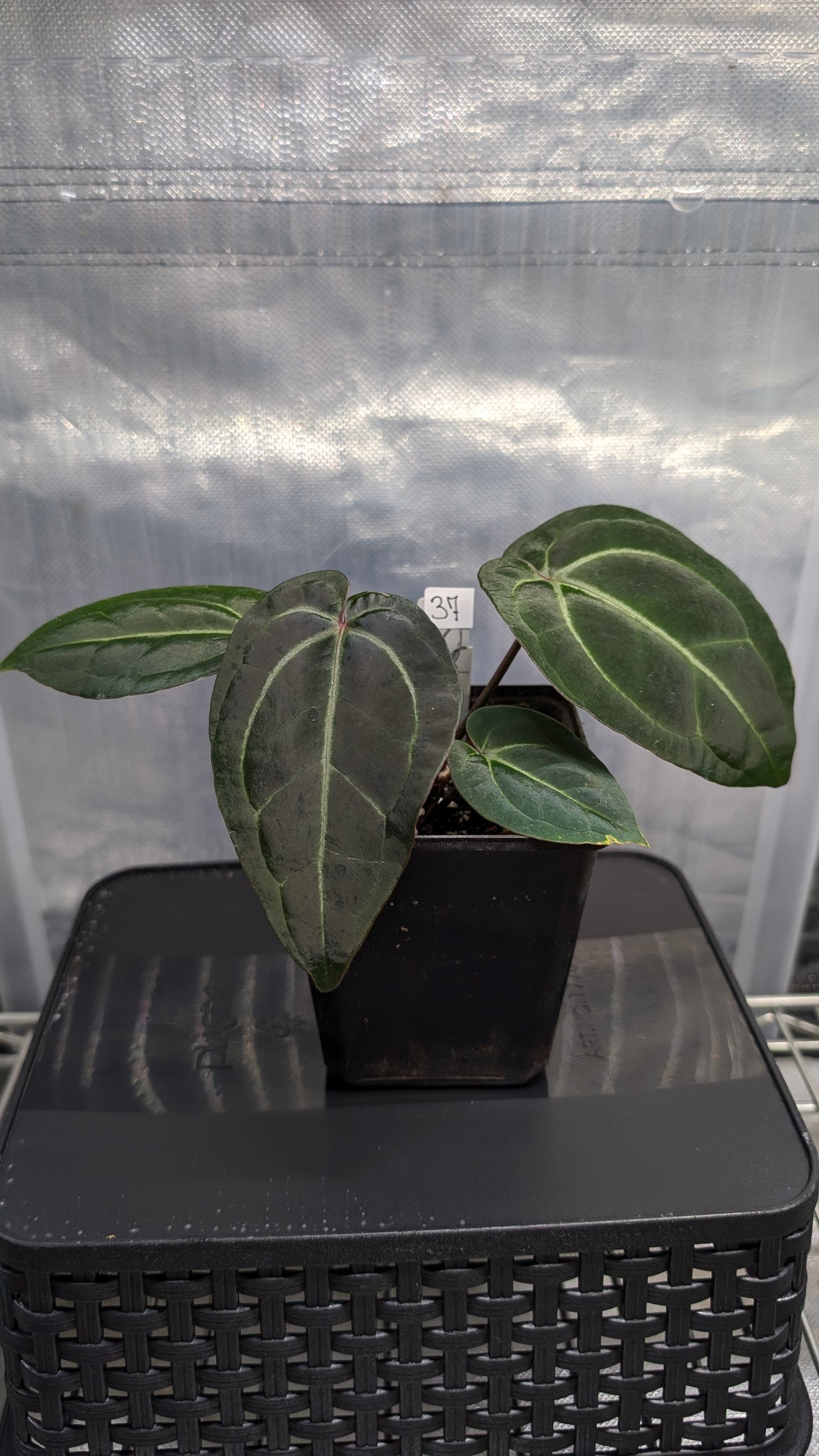 Anthurium Doc Block Zara x Michelle 'Selected Dark Form' x Besseae aff. 'Black Pillow'