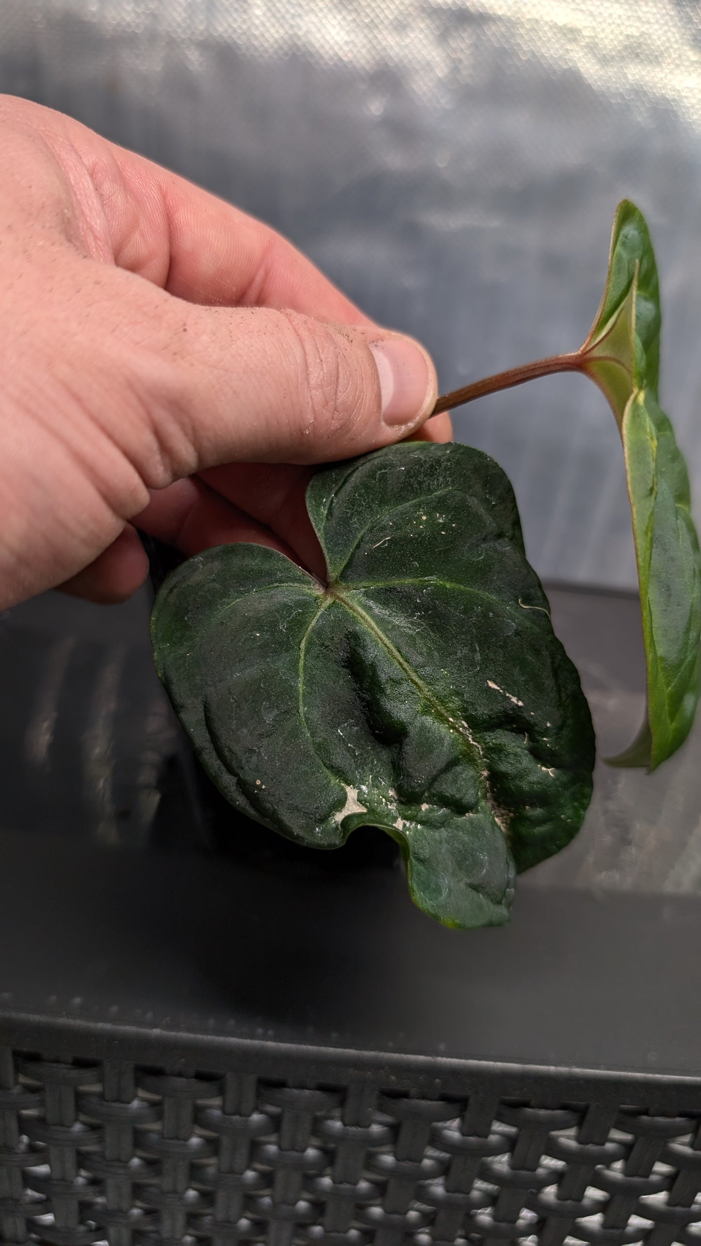 Anthurium Besseae aff. 'Black Pillow'