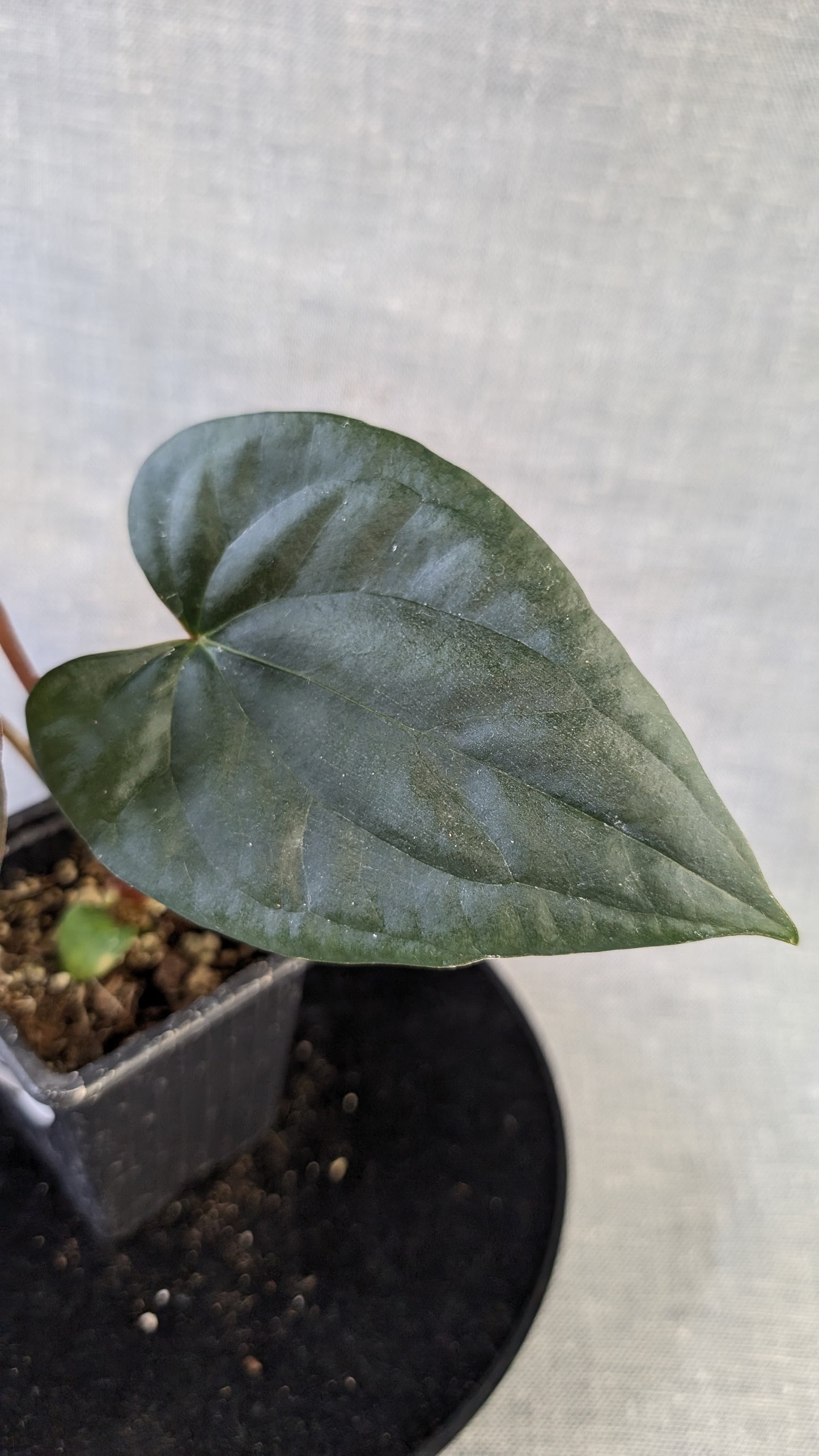 Anthurium Sp. Silver Peru Wide Sinus x Papillilaminum 'Fort Sherman'
