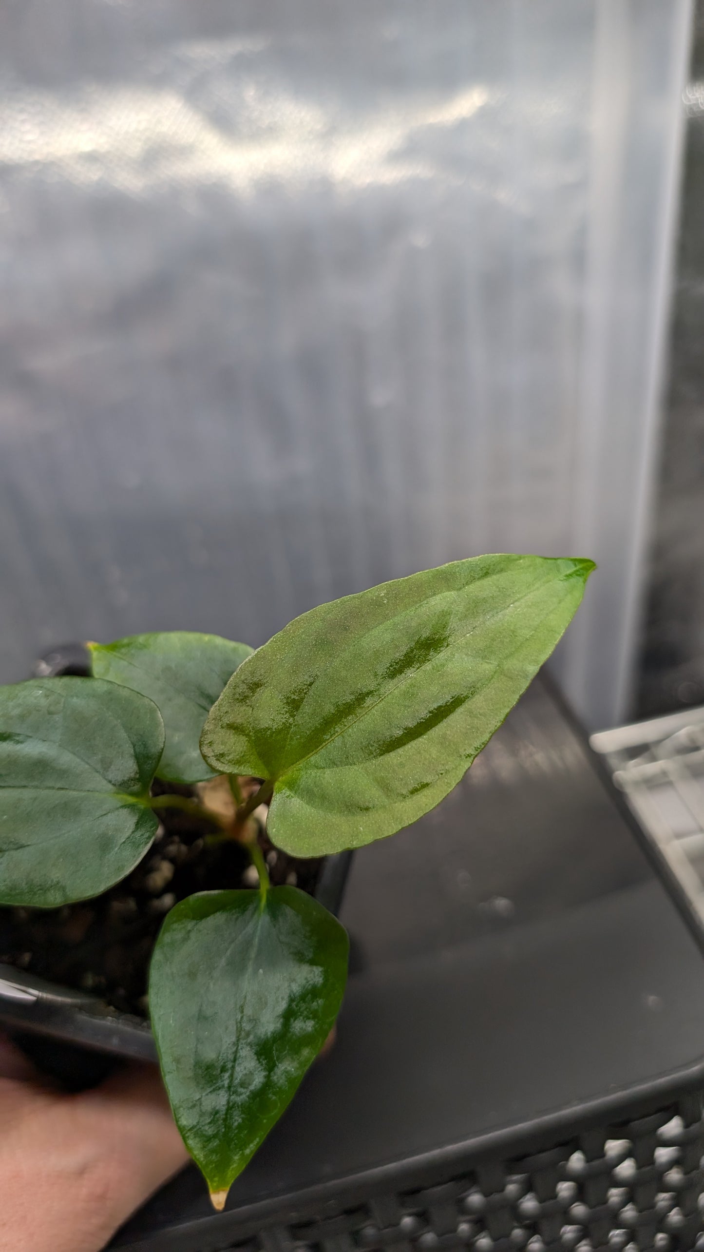 Anthurium Papillilaminum 'Fort Sherman'