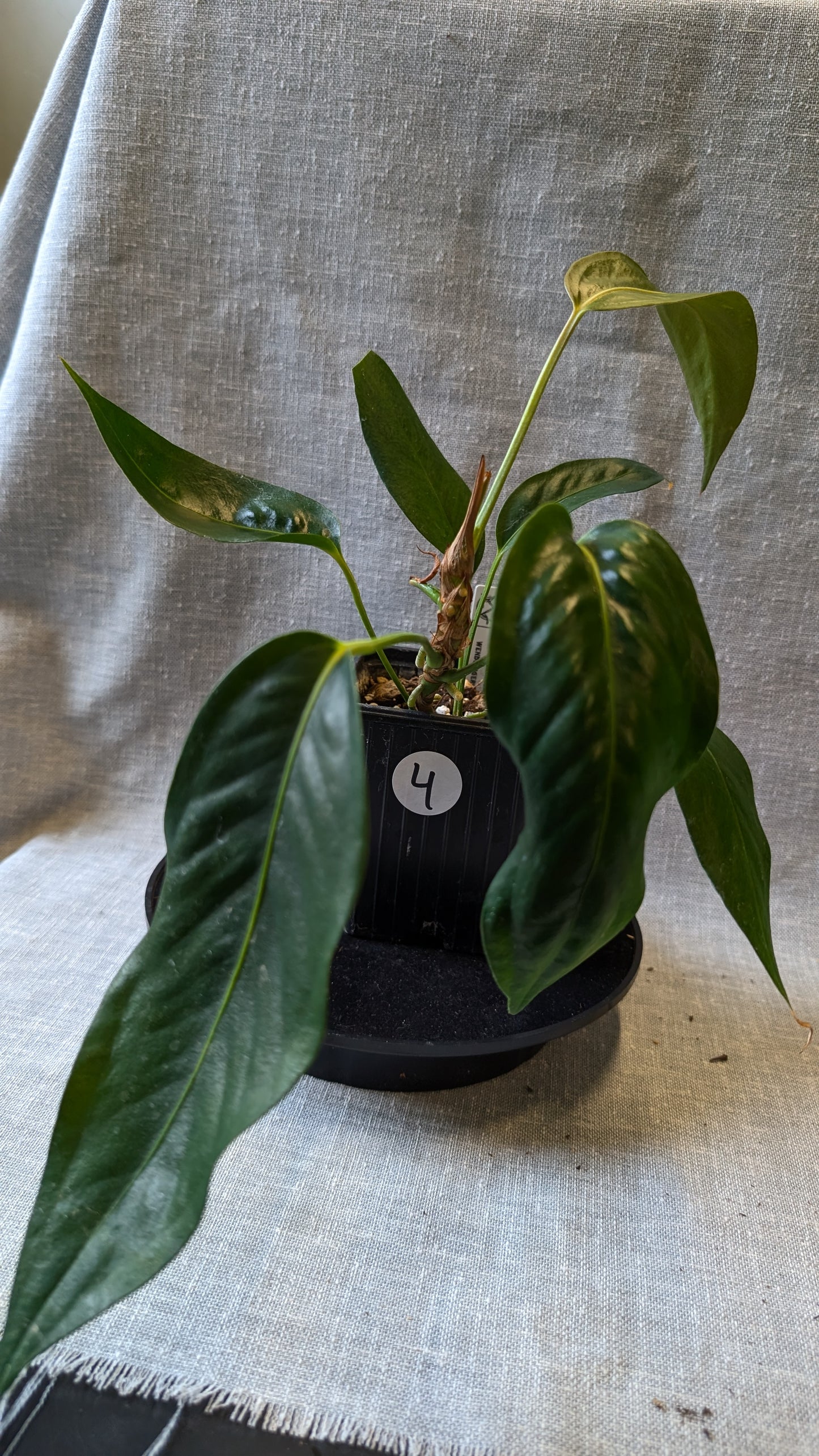 Anthurium Scherzerianum x Wendlingeri