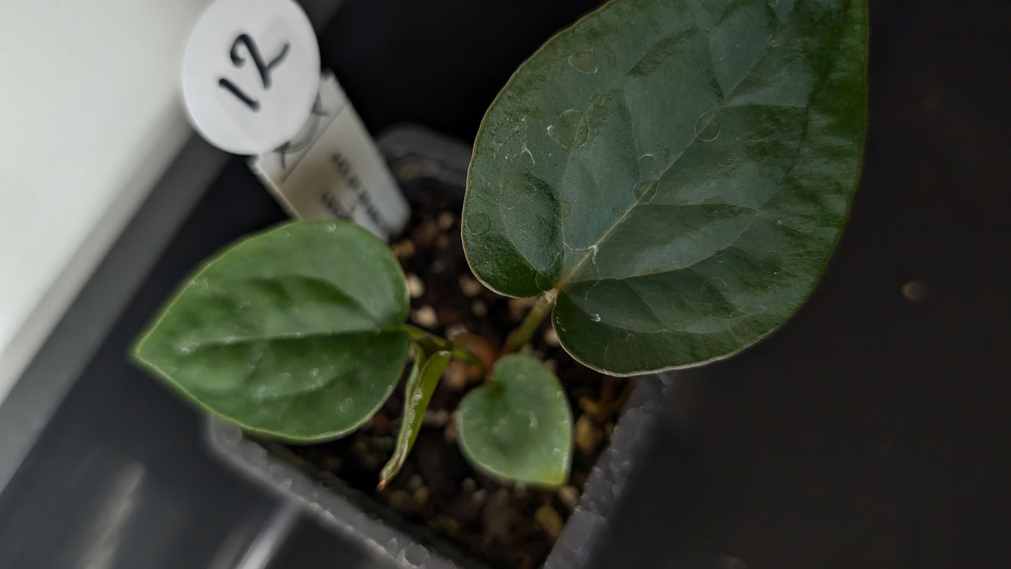 Anthurium 'Ace of Spagetii' x Luxurians