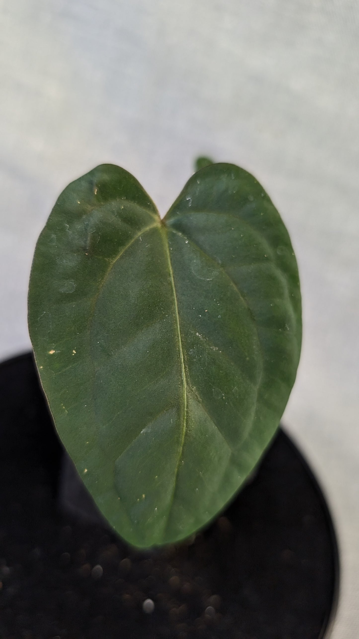 Anthurium (Carlablackiae x Dressleri Rio Guanche) x Mr Worldwide OR Forgetii Dark OR Papillilaminum Daniel