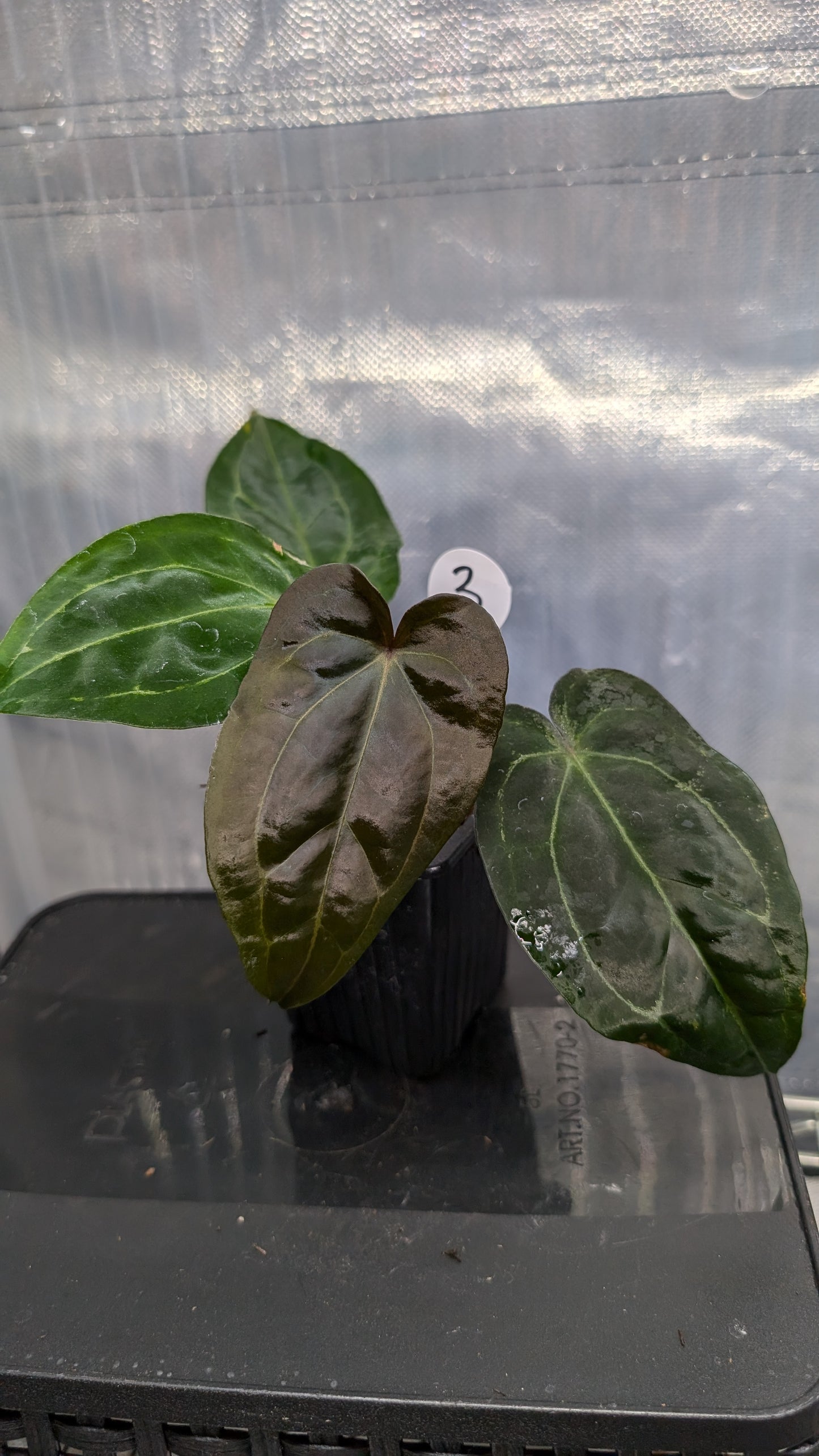 Anthurium Ace of Spagetii F2 (Ace of Spades x Forgetii) F2