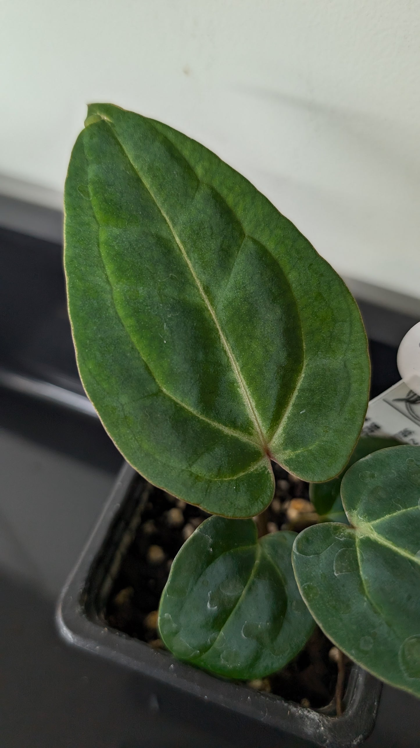 Anthurium Doc Block Zara x Michelle 'Selected Dark Form' x Besseae aff. 'Black Pillow'