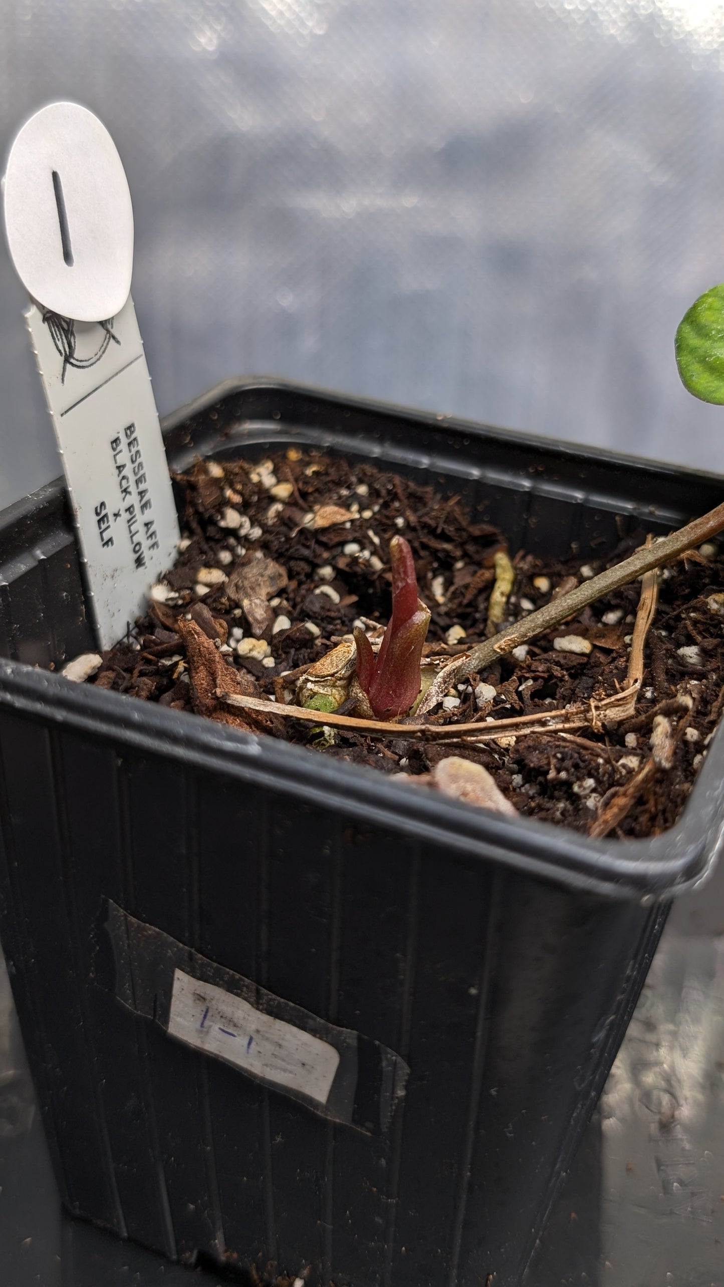 Anthurium Besseae aff. 'Black Pillow'