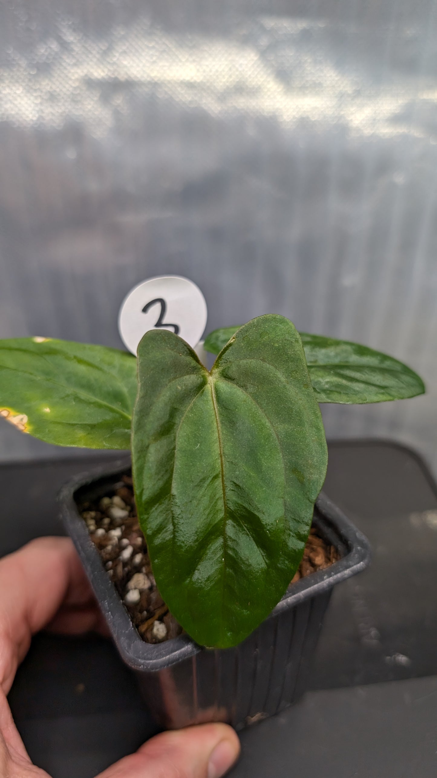 Anthurium Papillilaminum 'Fort Sherman'