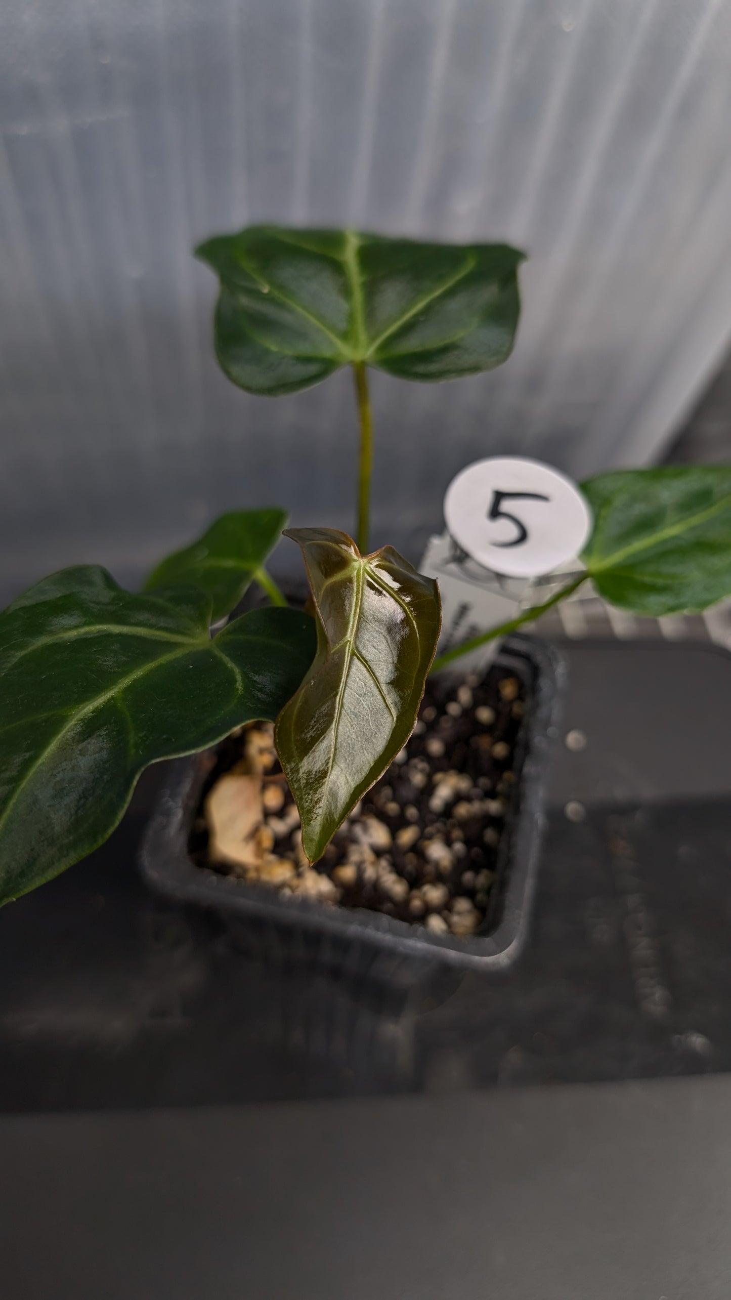 Anthurium Regale 'Dream Catcher' x 'Silver Shield'