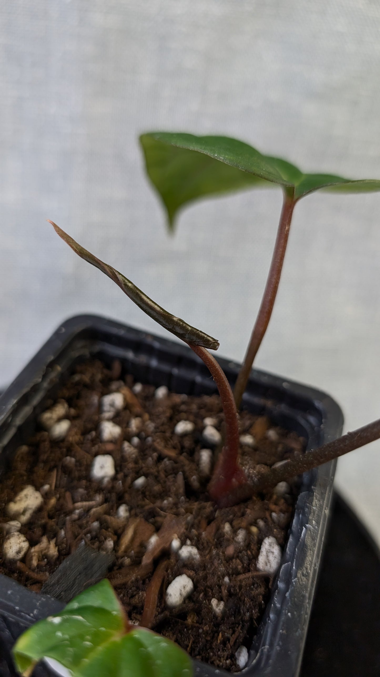 Anthurium Besseae aff 'Black Pillow' x Papillilaminum 'Fort Sherman' seedlings