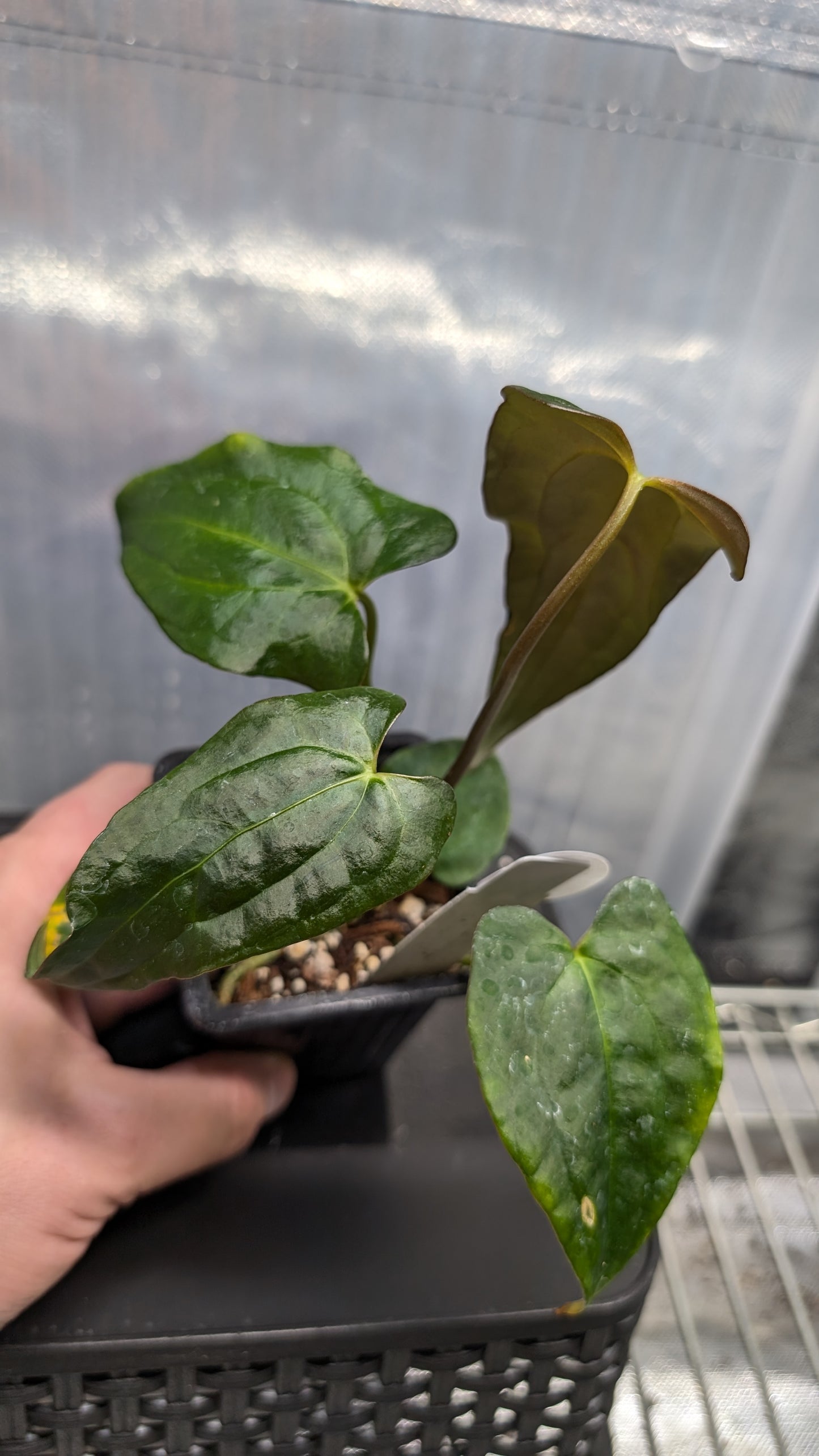 Anthurium PapillilaminumX (Red Sinus / Veins) x Papillilaminum 'Daniel'