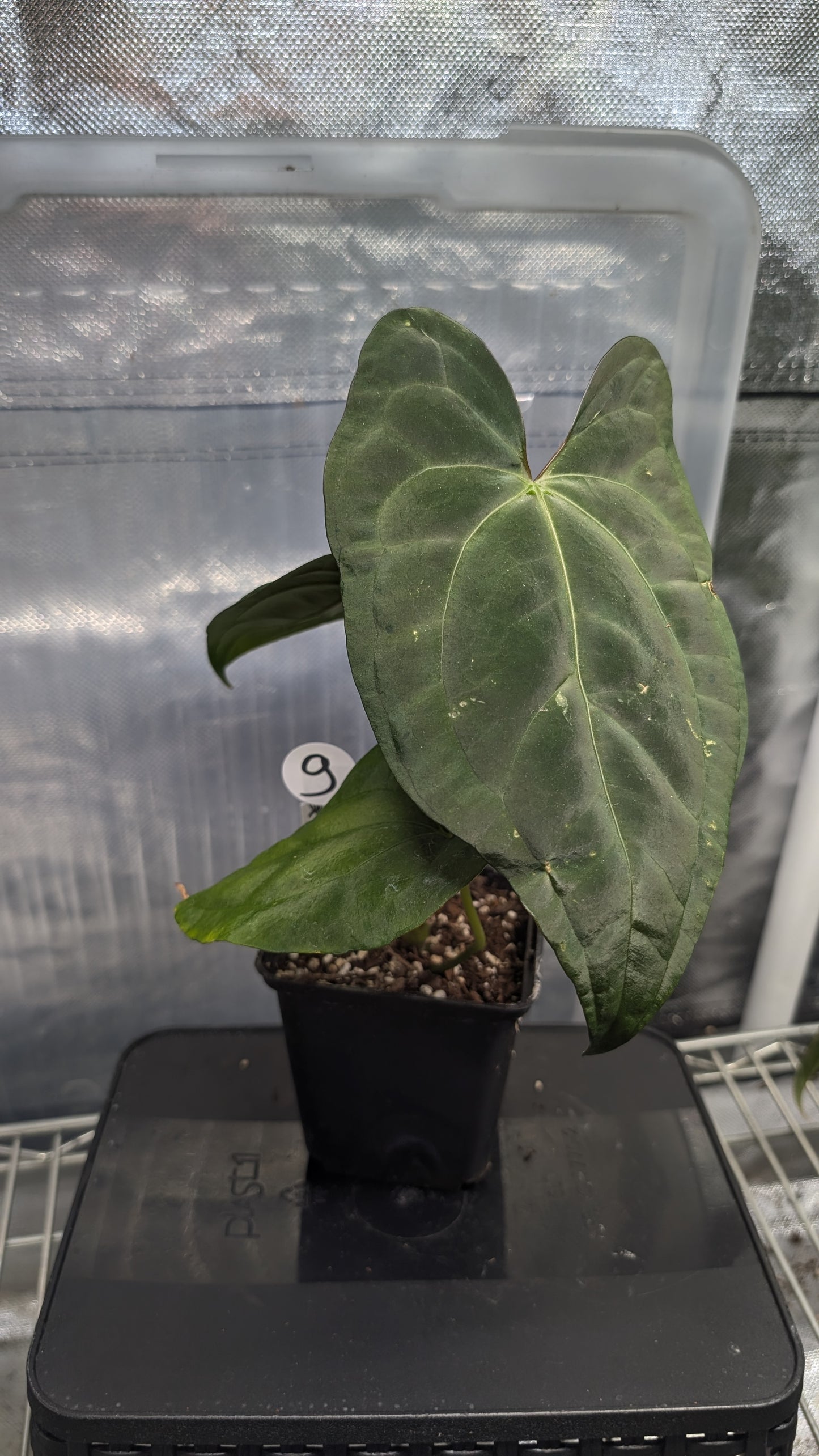 Anthurium Papillilaminum 'Daniel' x Ace of Spagetii