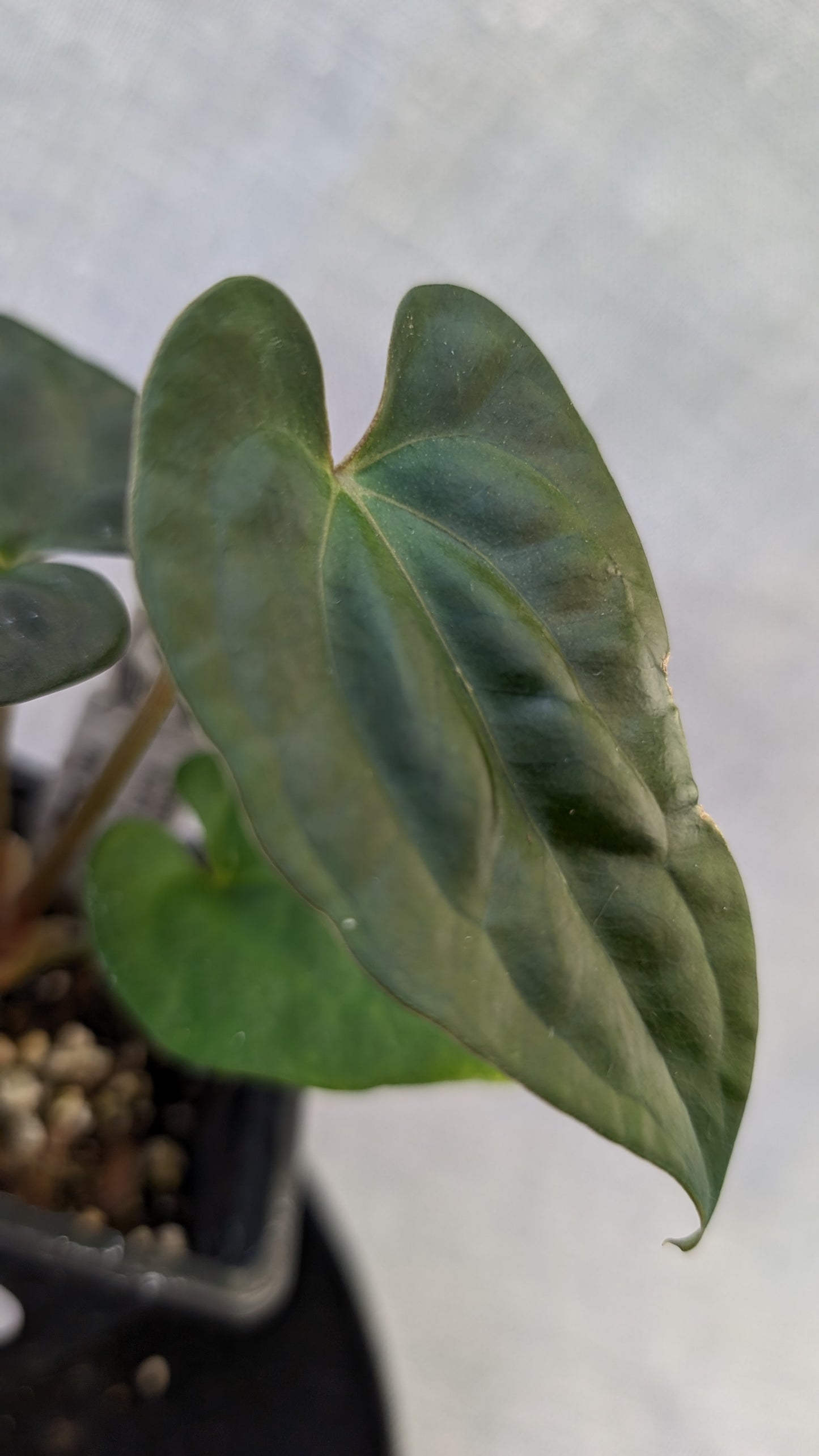 Anthurium Besseae aff 'Black Pillow' x Papillilaminum 'Fort Sherman' seedlings