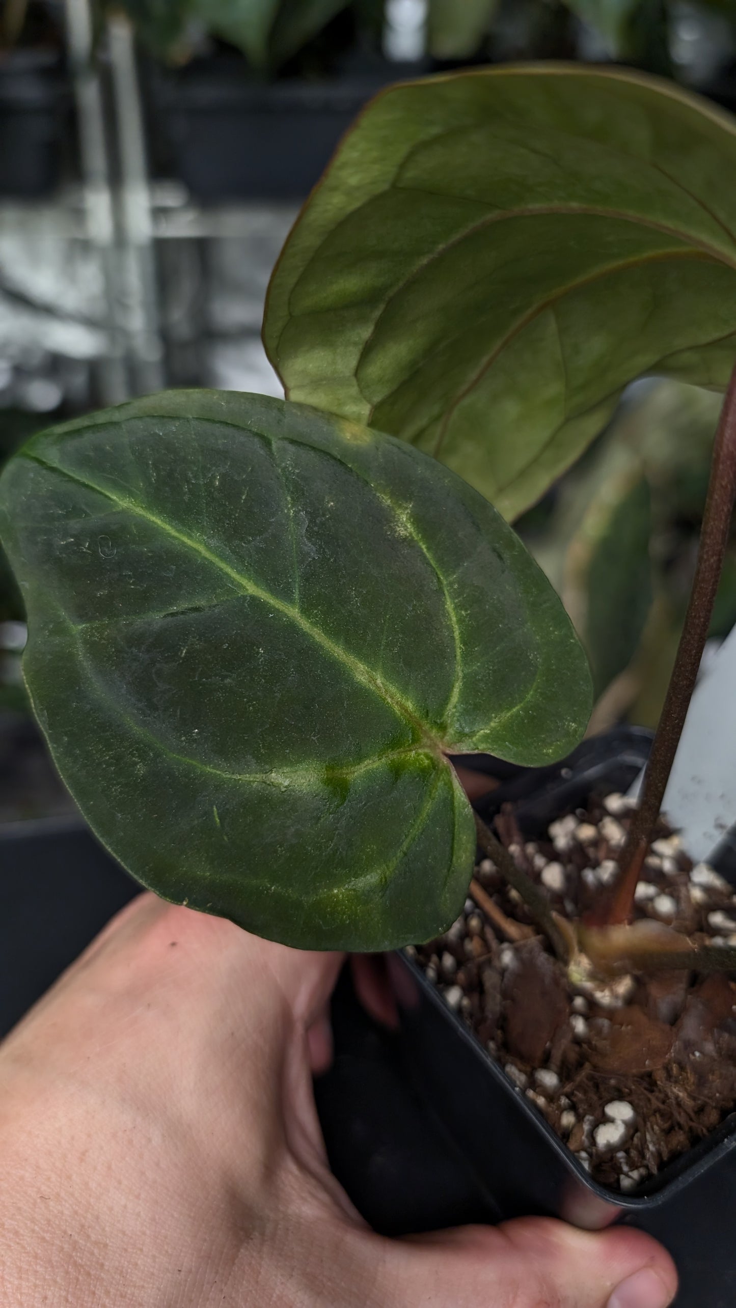 Anthurium Besseae aff. 'Black Pillow'