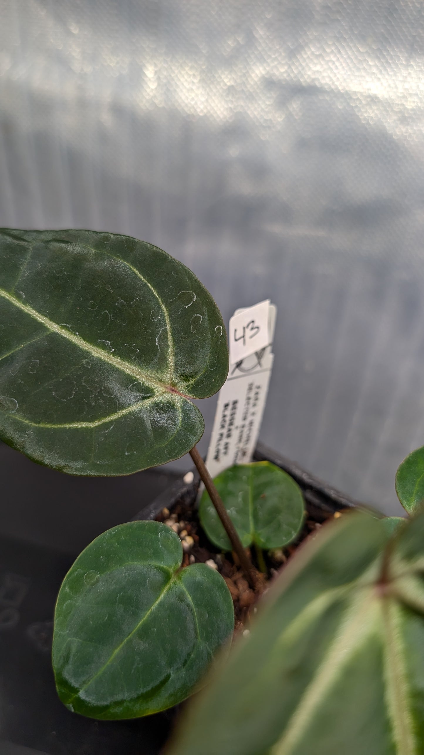 Anthurium Doc Block Zara x Michelle 'Selected Dark Form' x Besseae aff. 'Black Pillow'