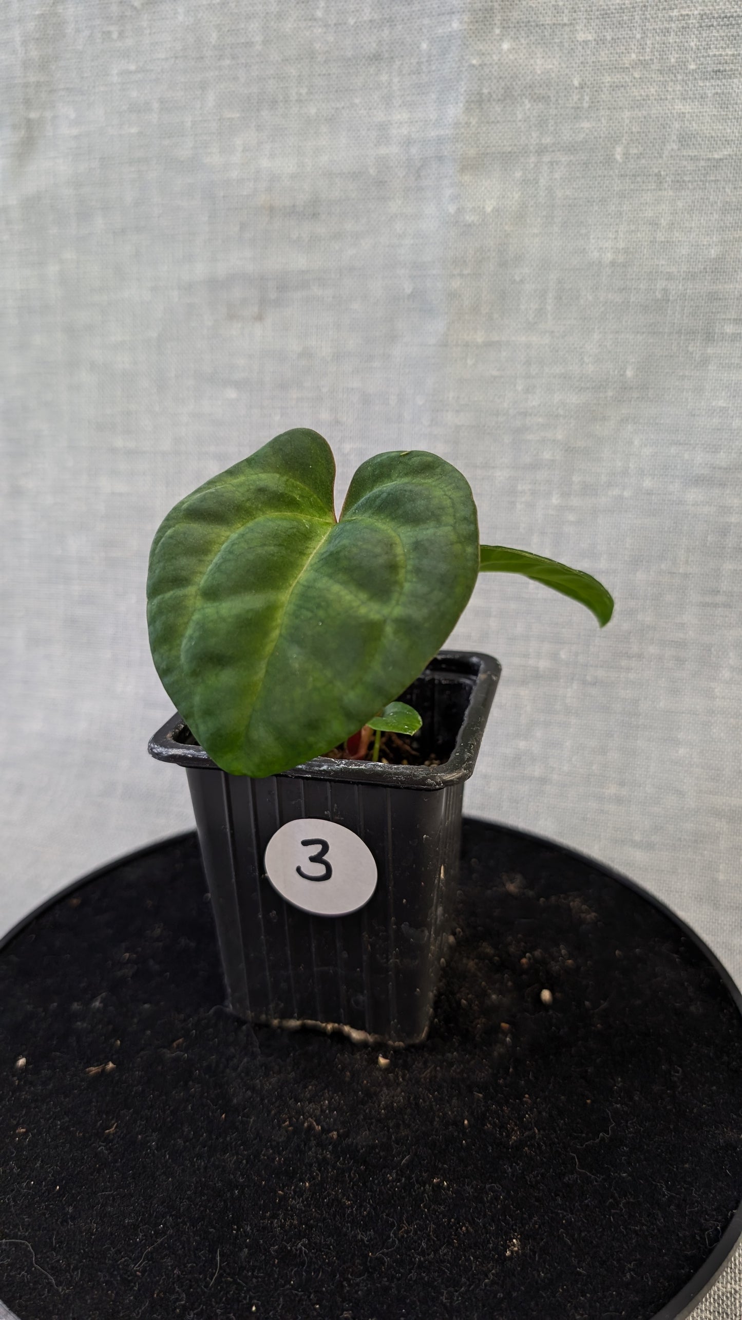Anthurium Besseae aff 'Black Pillow' x Papillilaminum 'Fort Sherman' seedlings