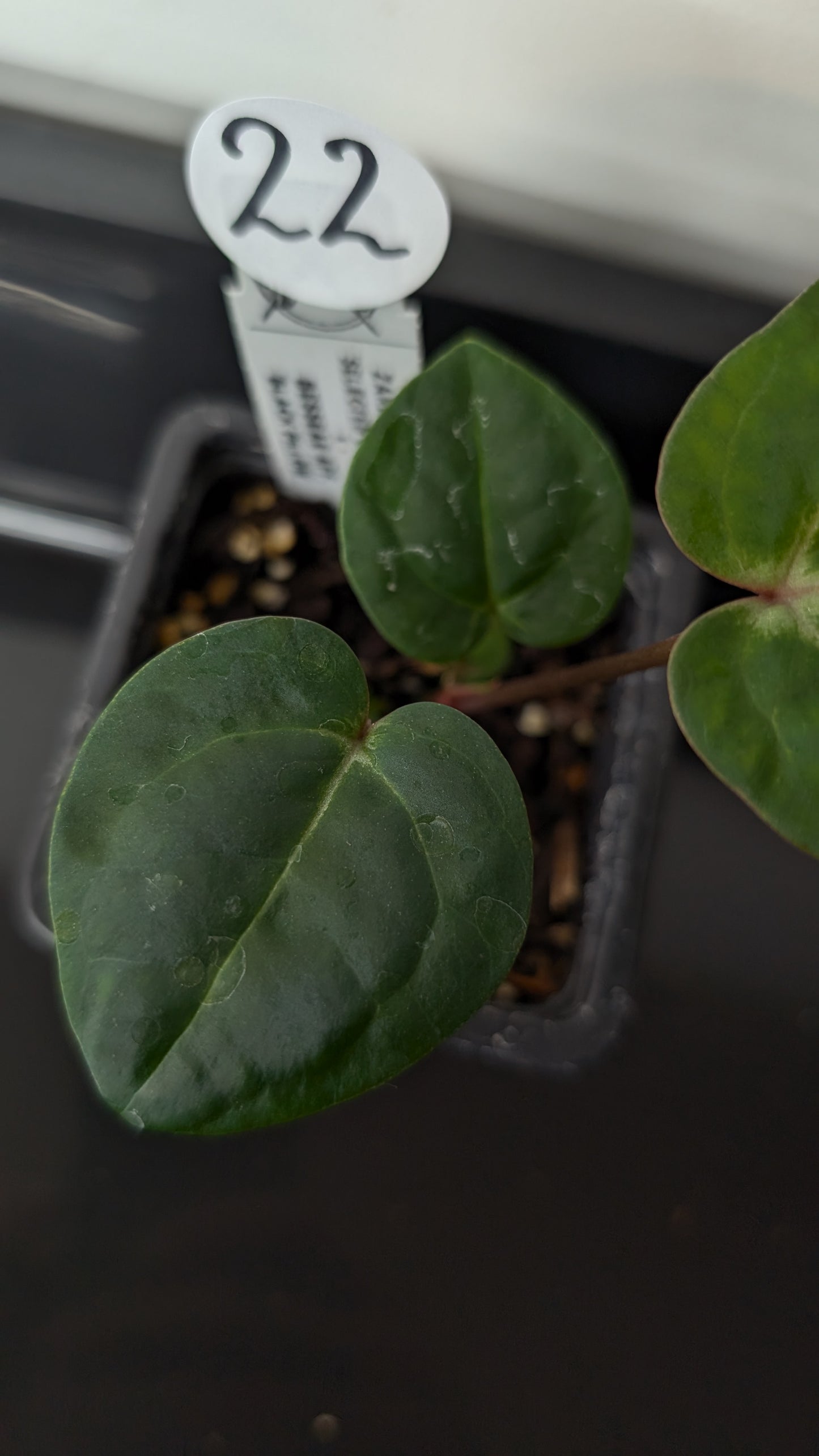 Anthurium Doc Block Zara x Michelle 'Selected Dark Form' x Besseae aff. 'Black Pillow'