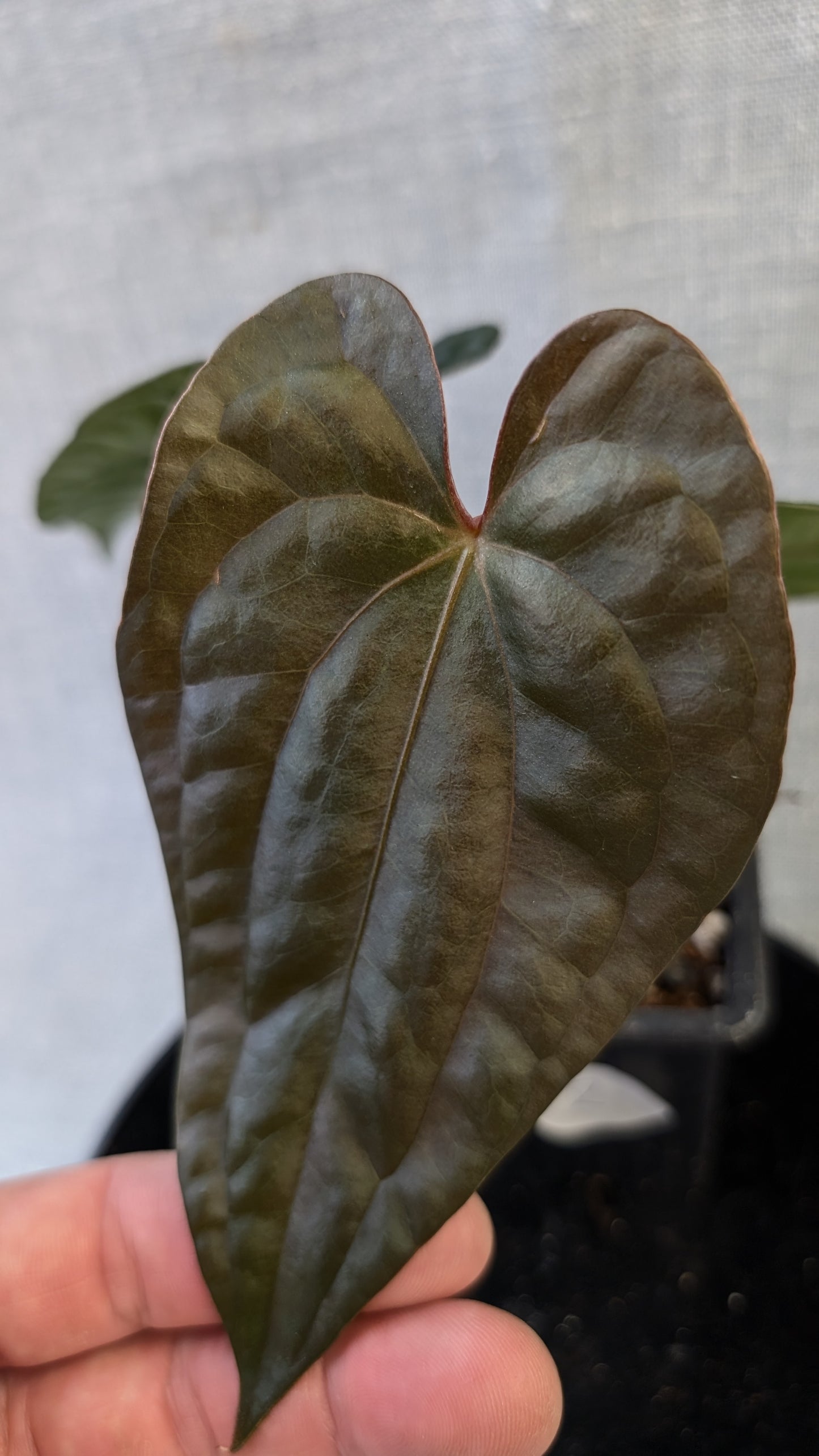 Anthurium Luxurians x Papillilaminum 'Fort Sherman'