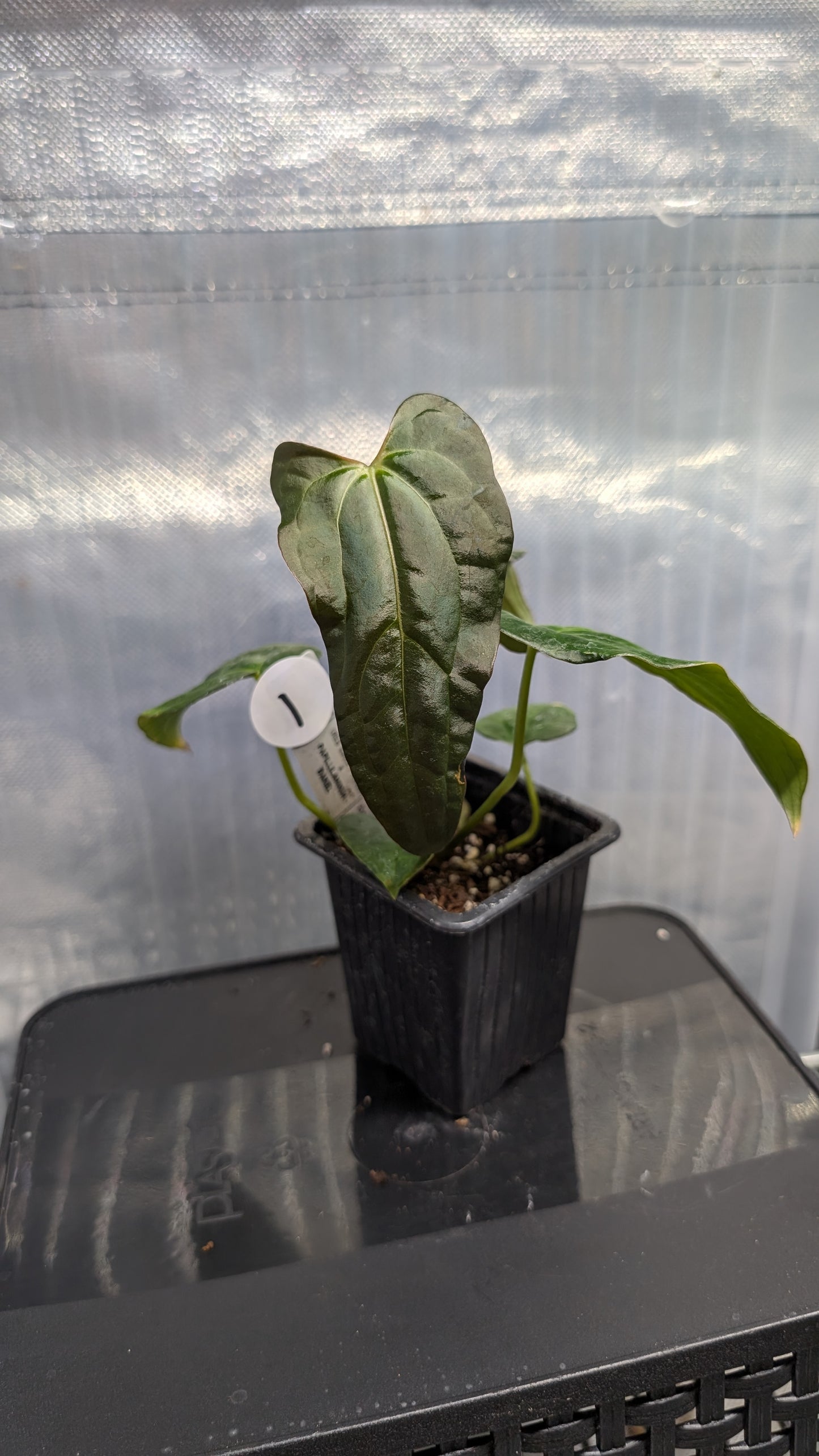 Anthurium PapillilaminumX (Red Sinus / Veins) x Papillilaminum 'Daniel'
