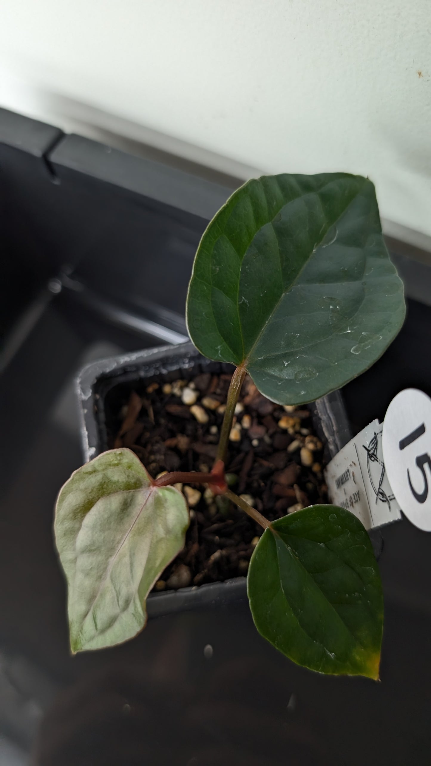 Anthurium 'Ace of Spagetii' x Luxurians