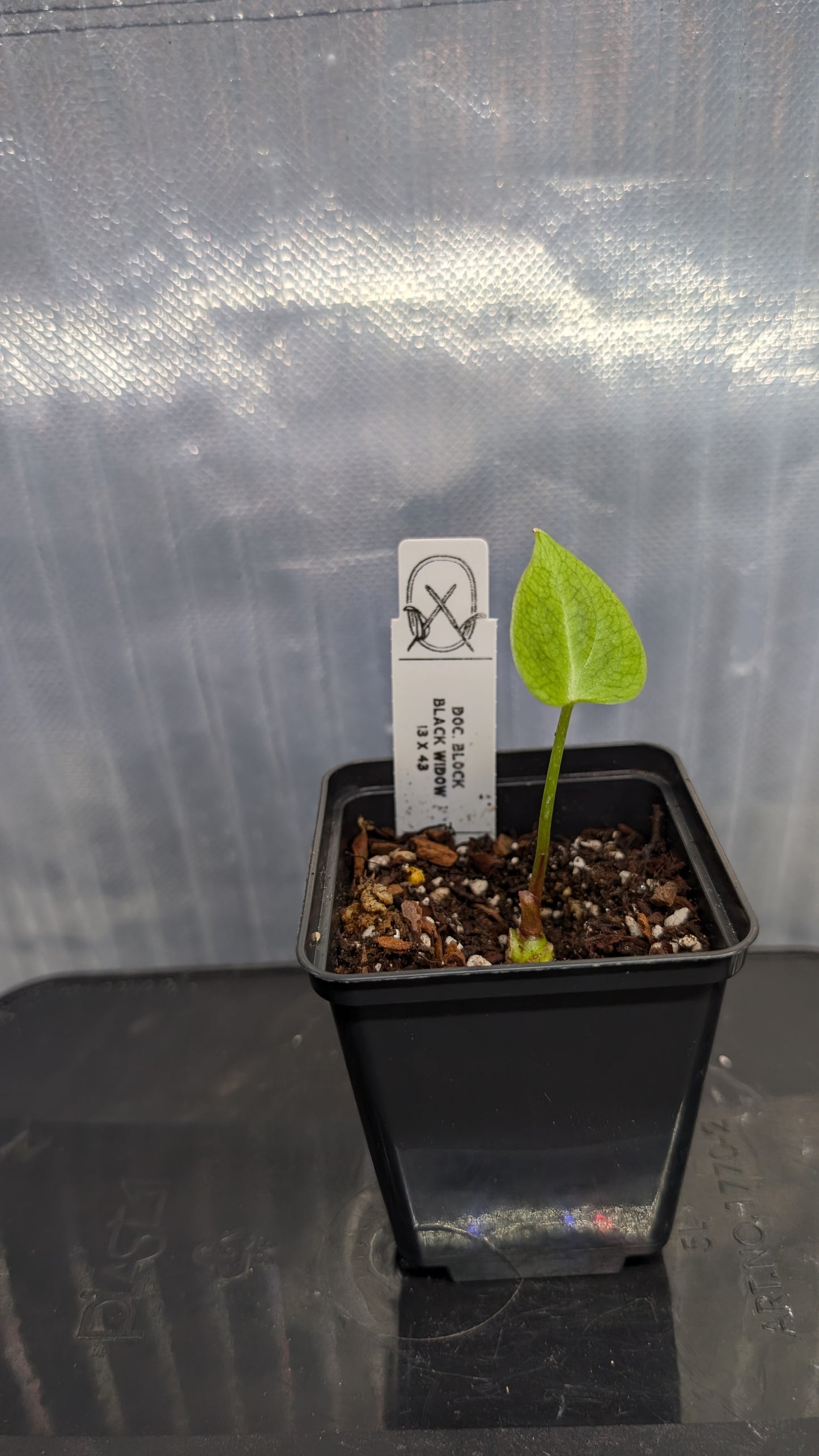 Anthurium Black Widow 13 x 43 clone