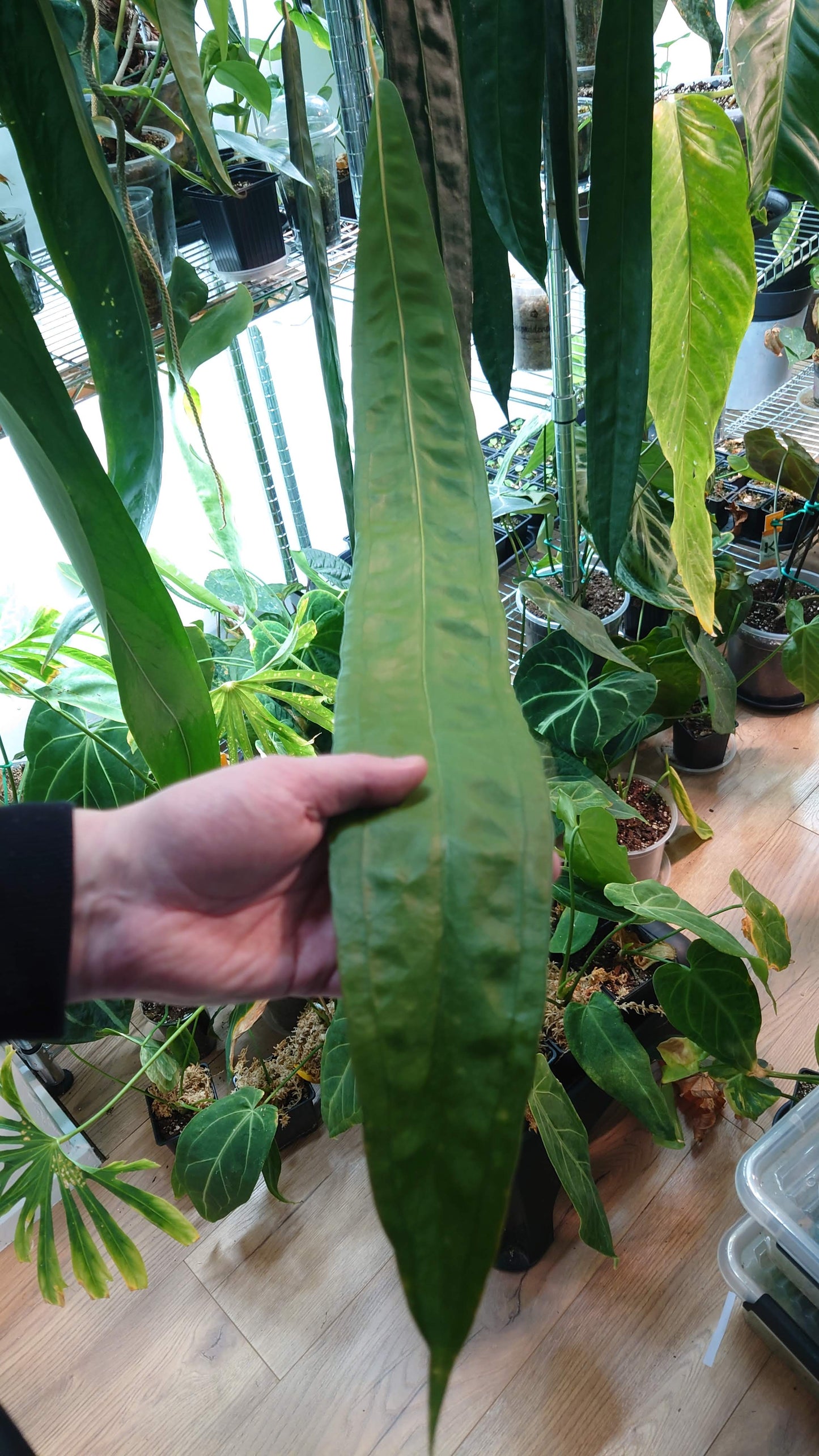 Anthurium Wendlingeri x Scherzerianum