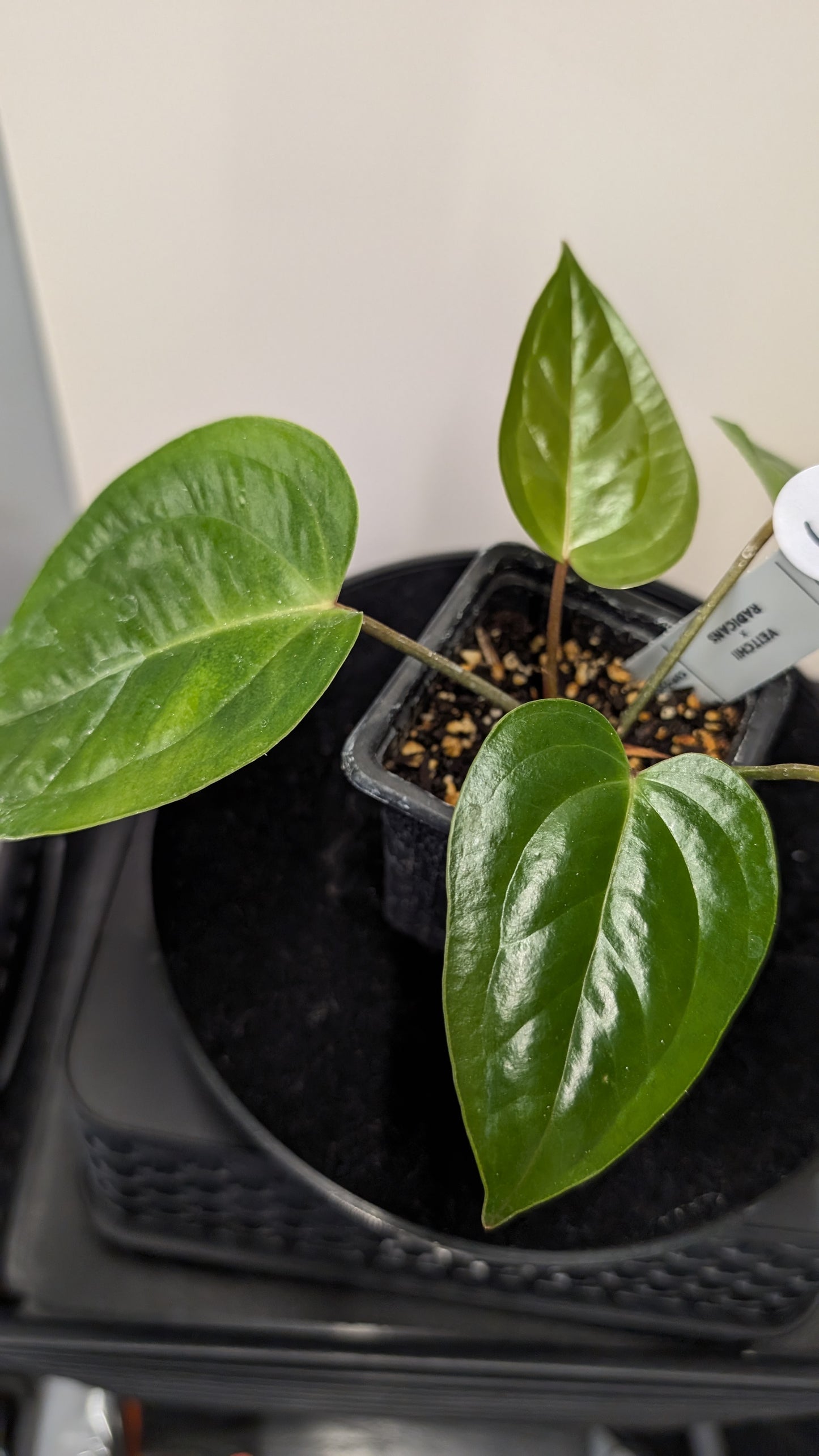 Anthurium Veitchii x Radicans (Unique Curious Plants-cross)