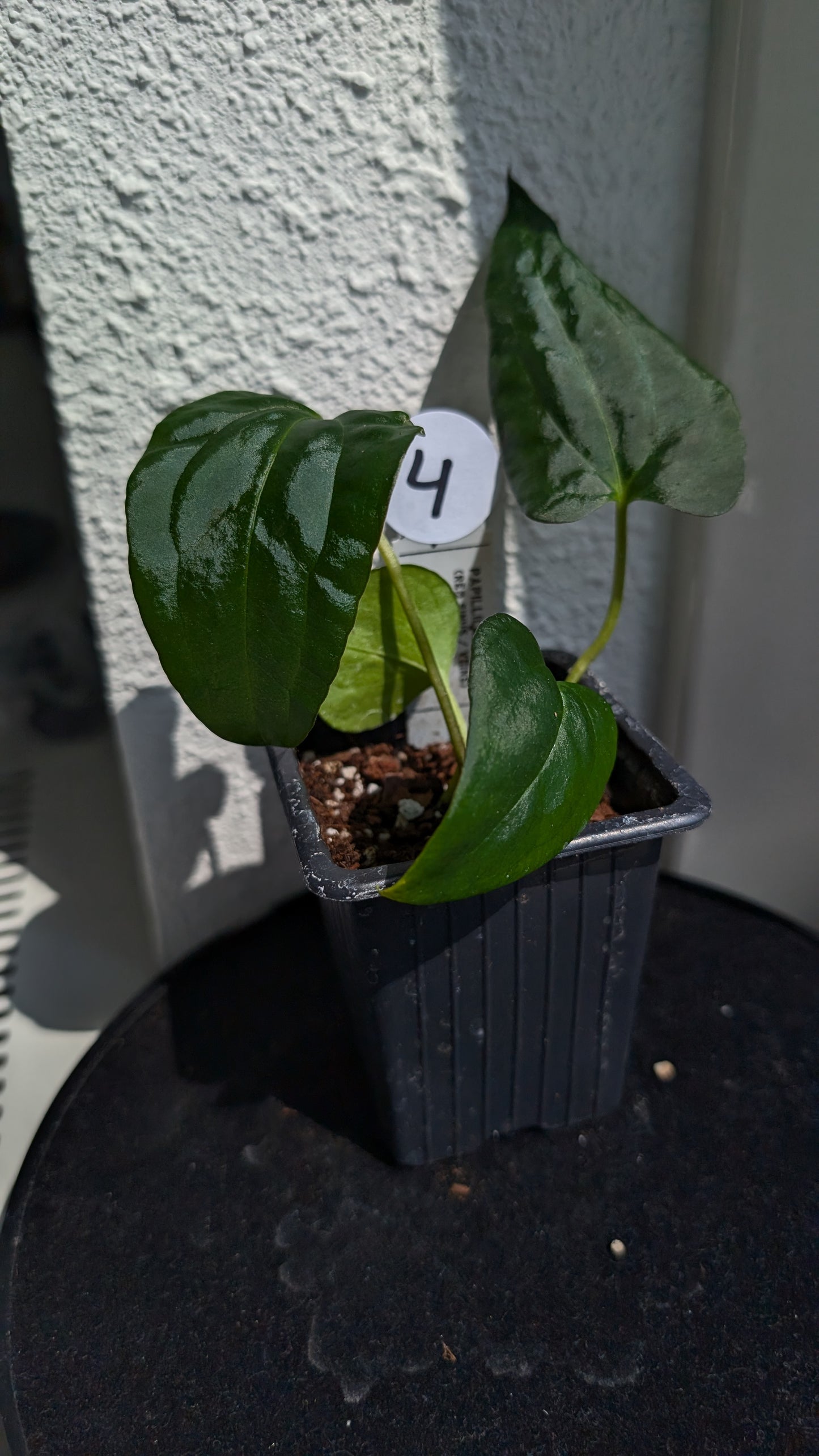 Anthurium PapillilaminumX (Red Sinus / Veins) x Papillilaminum 'Daniel'
