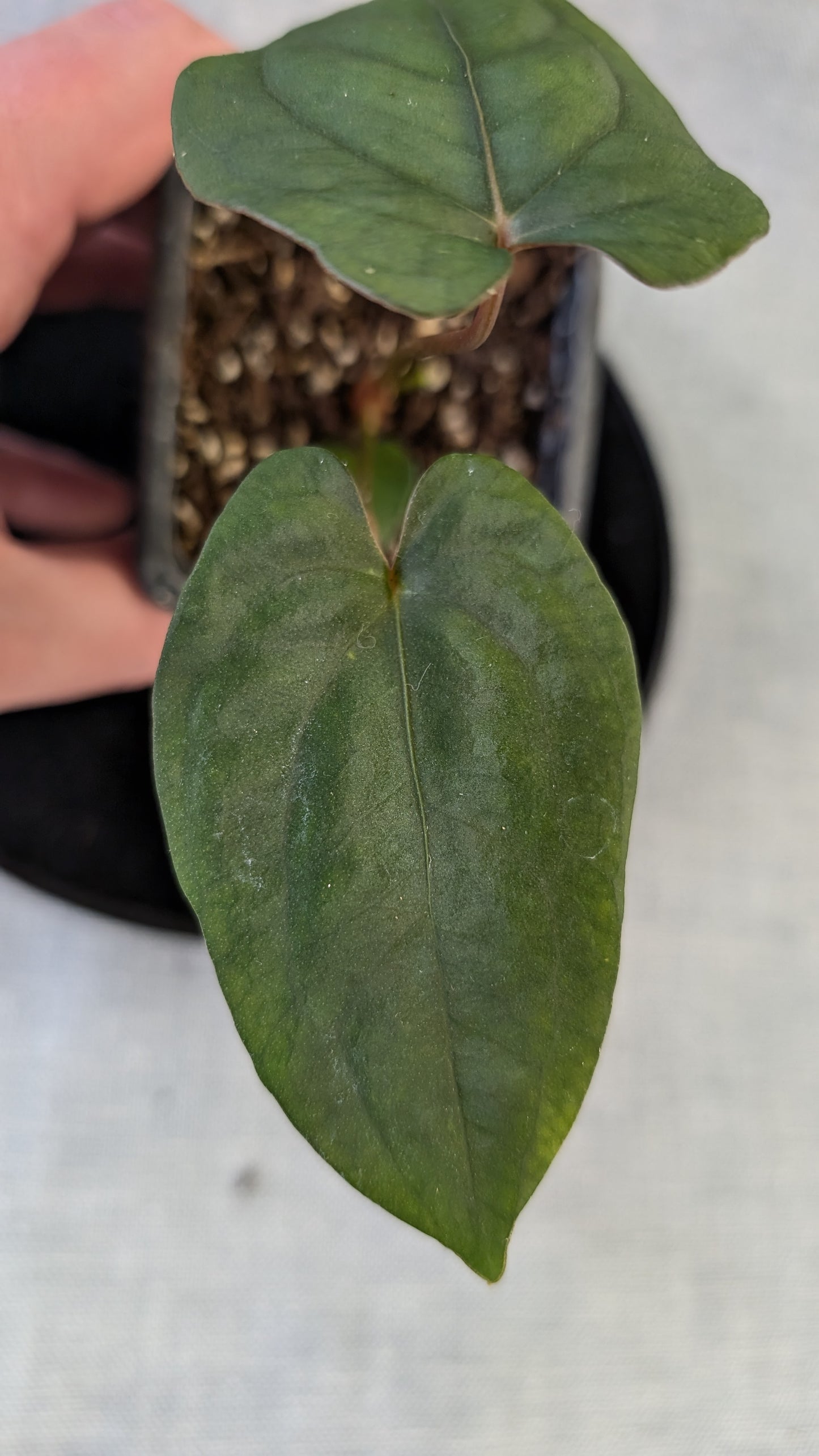 Anthurium Papillilaminum 'Daniel'