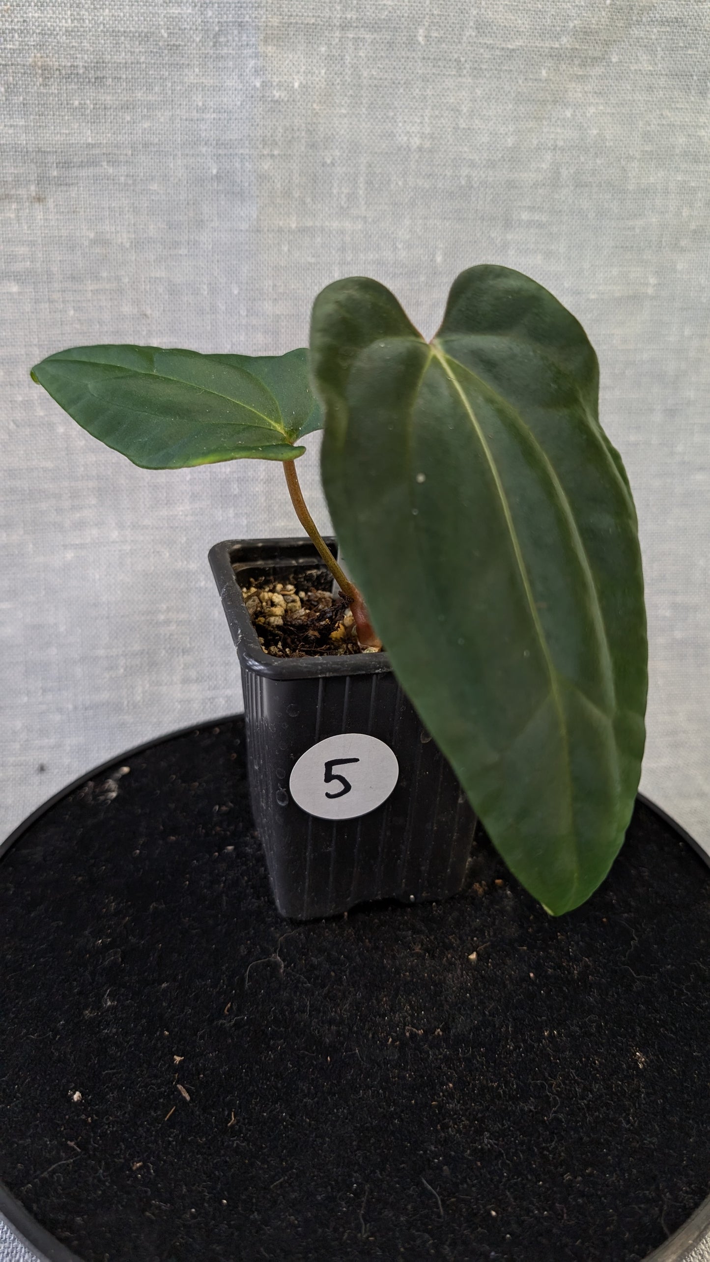Anthurium Besseae aff 'Black Pillow' x Papillilaminum 'Fort Sherman' seedlings