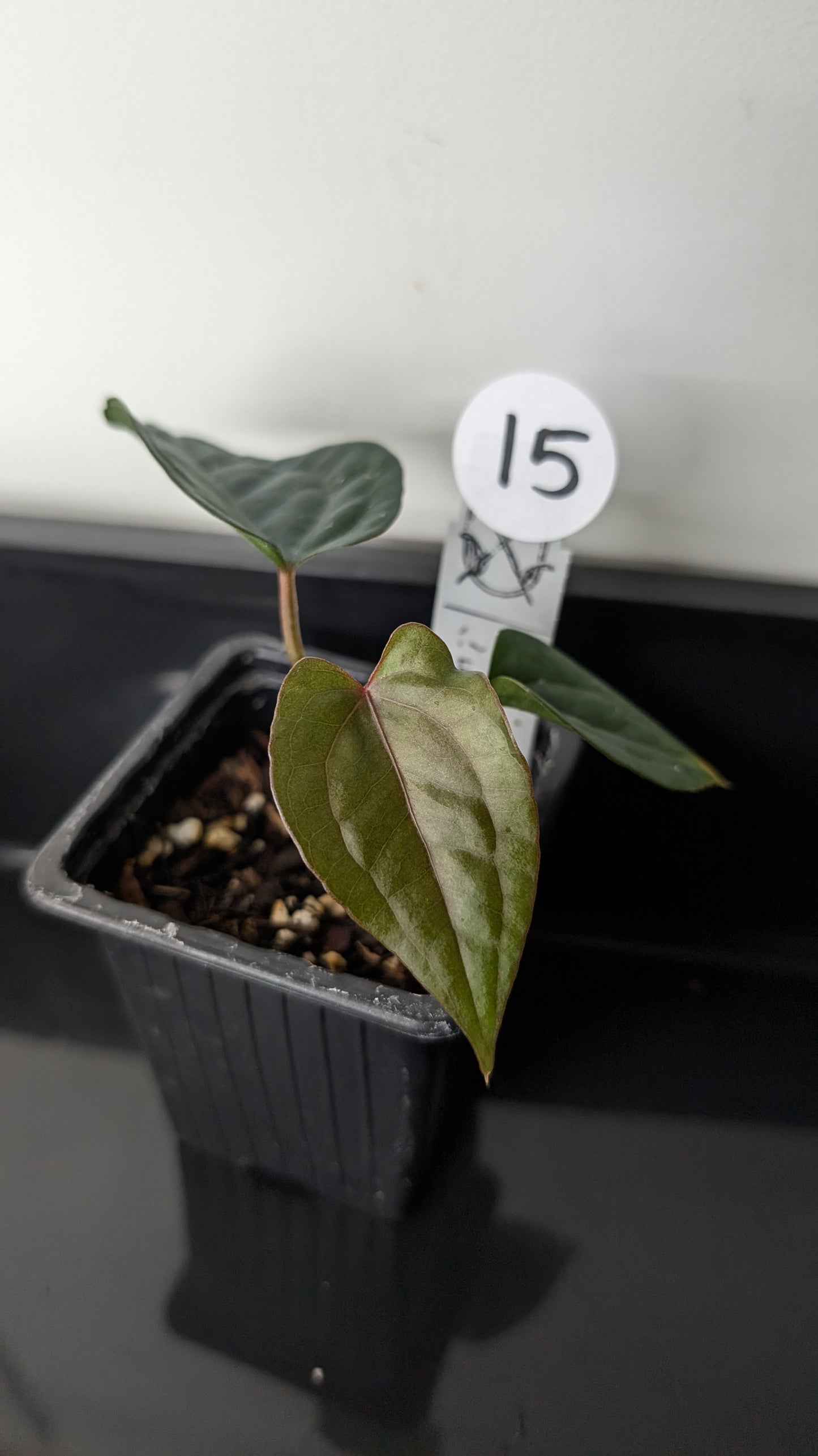 Anthurium 'Ace of Spagetii' x Luxurians