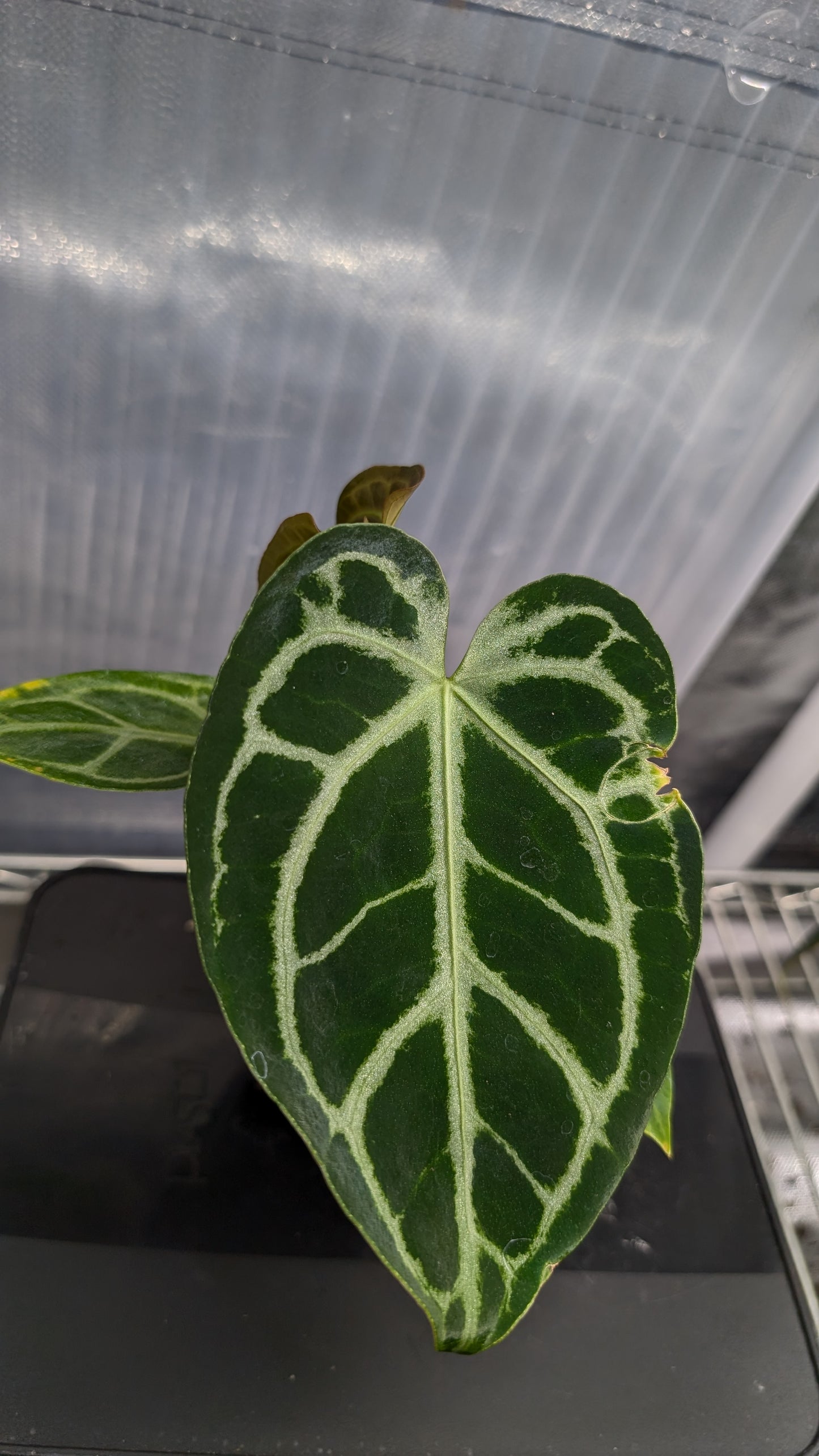 Anthurium Regale 'Dream Catcher' x 'Silver Shield'