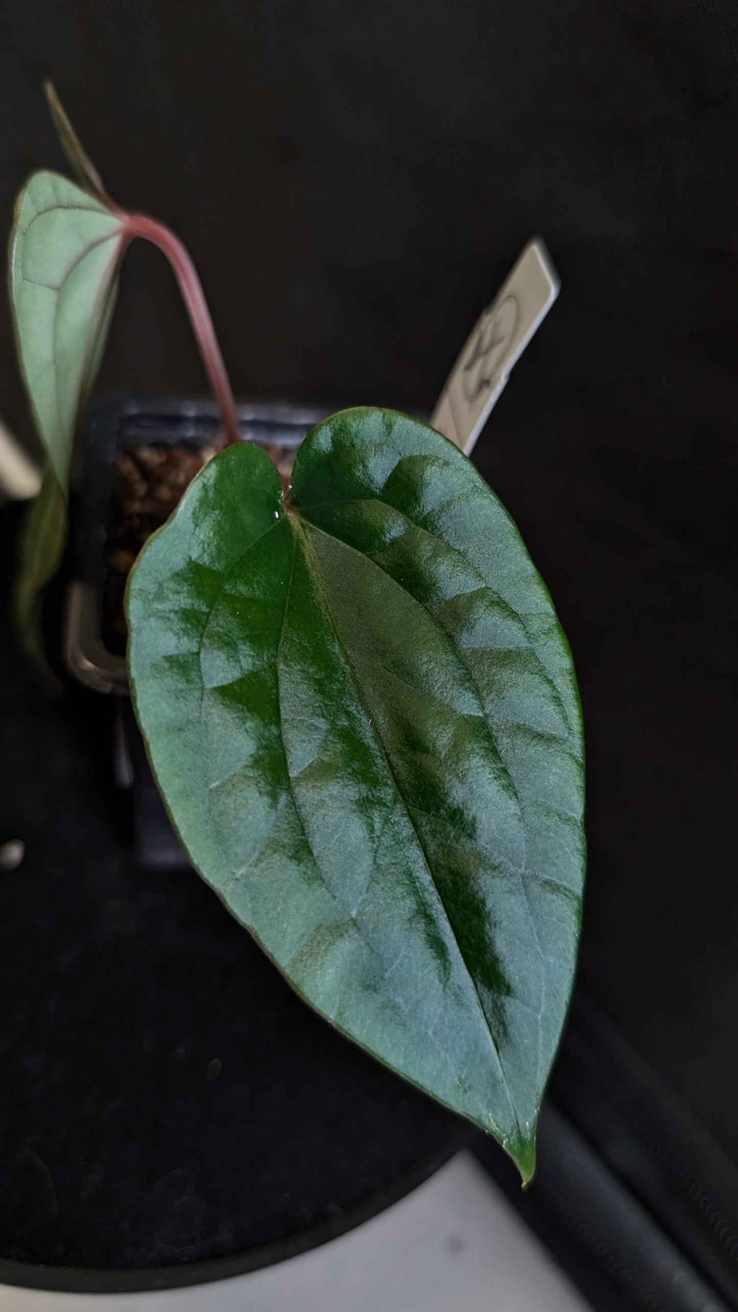 Anthurium Luxurians x Papillilaminum 'Fort Sherman'