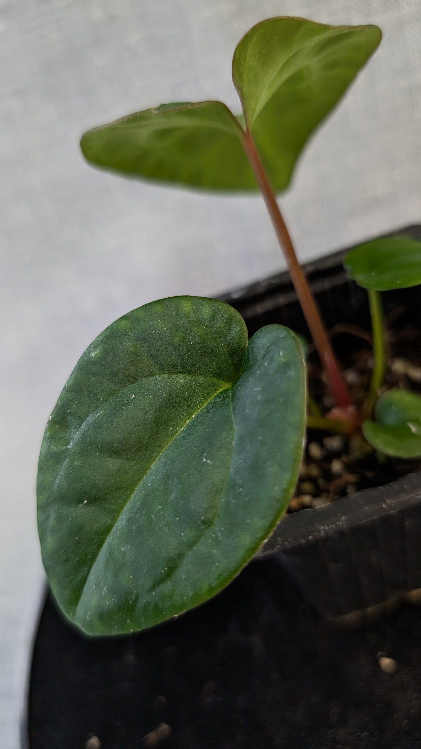 Anthurium Besseae aff 'Black Pillow' x Papillilaminum 'Fort Sherman' seedlings
