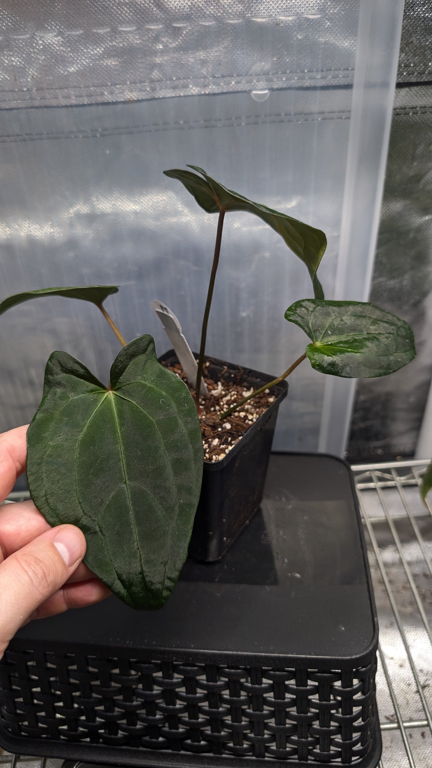 Anthurium Papillilaminum 'Daniel' x Ace of Spagetii