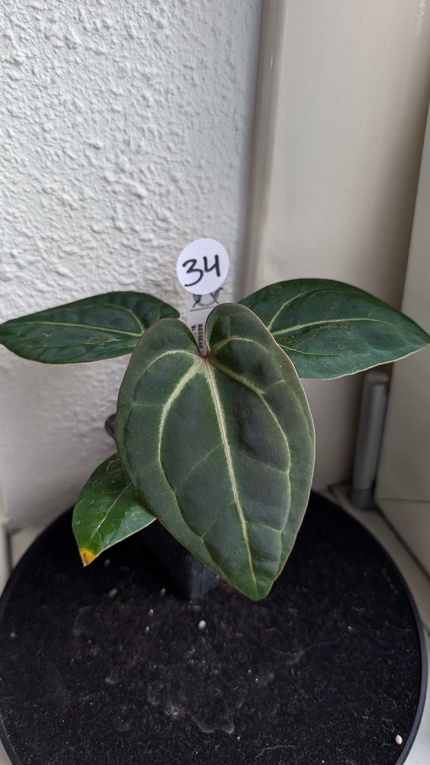 Anthurium Doc Block Zara x Michelle 'Selected Dark Form' x Besseae aff. 'Black Pillow'