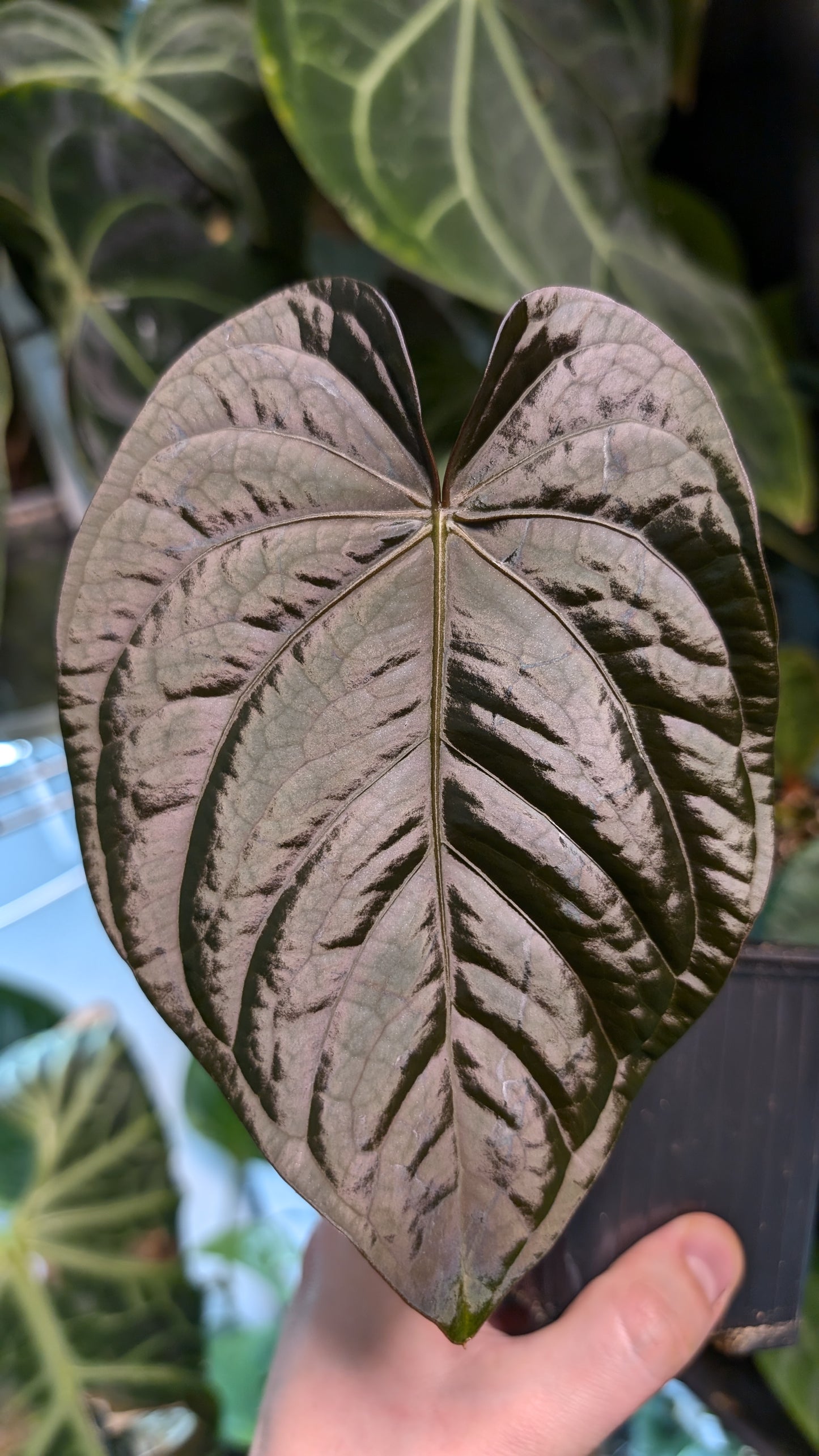 Anthurium (Carlablackiae x Dressleri Rio Guanche) x Mr Worldwide OR Forgetii Dark OR Papillilaminum Daniel